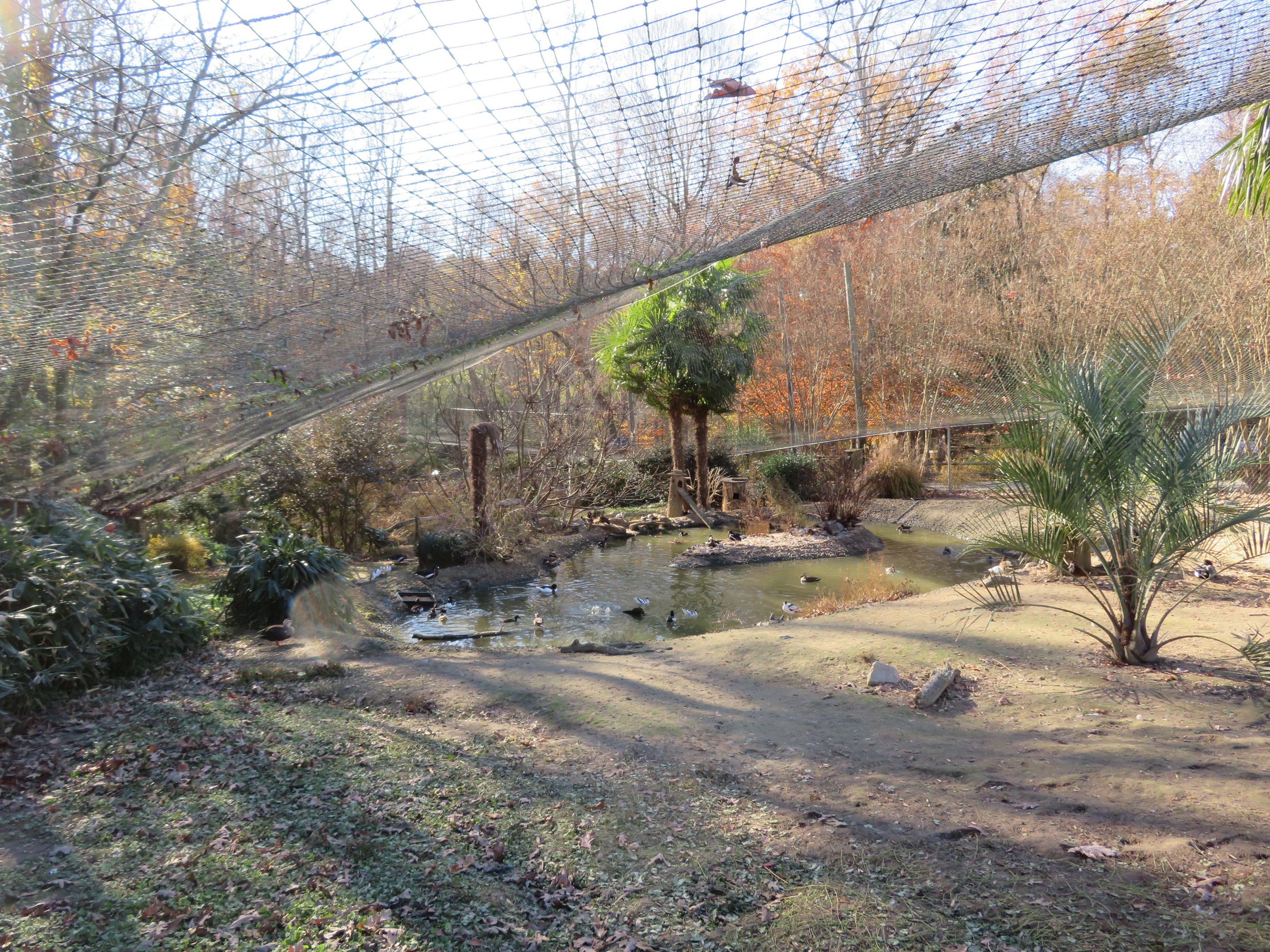 Eurasian Aviary