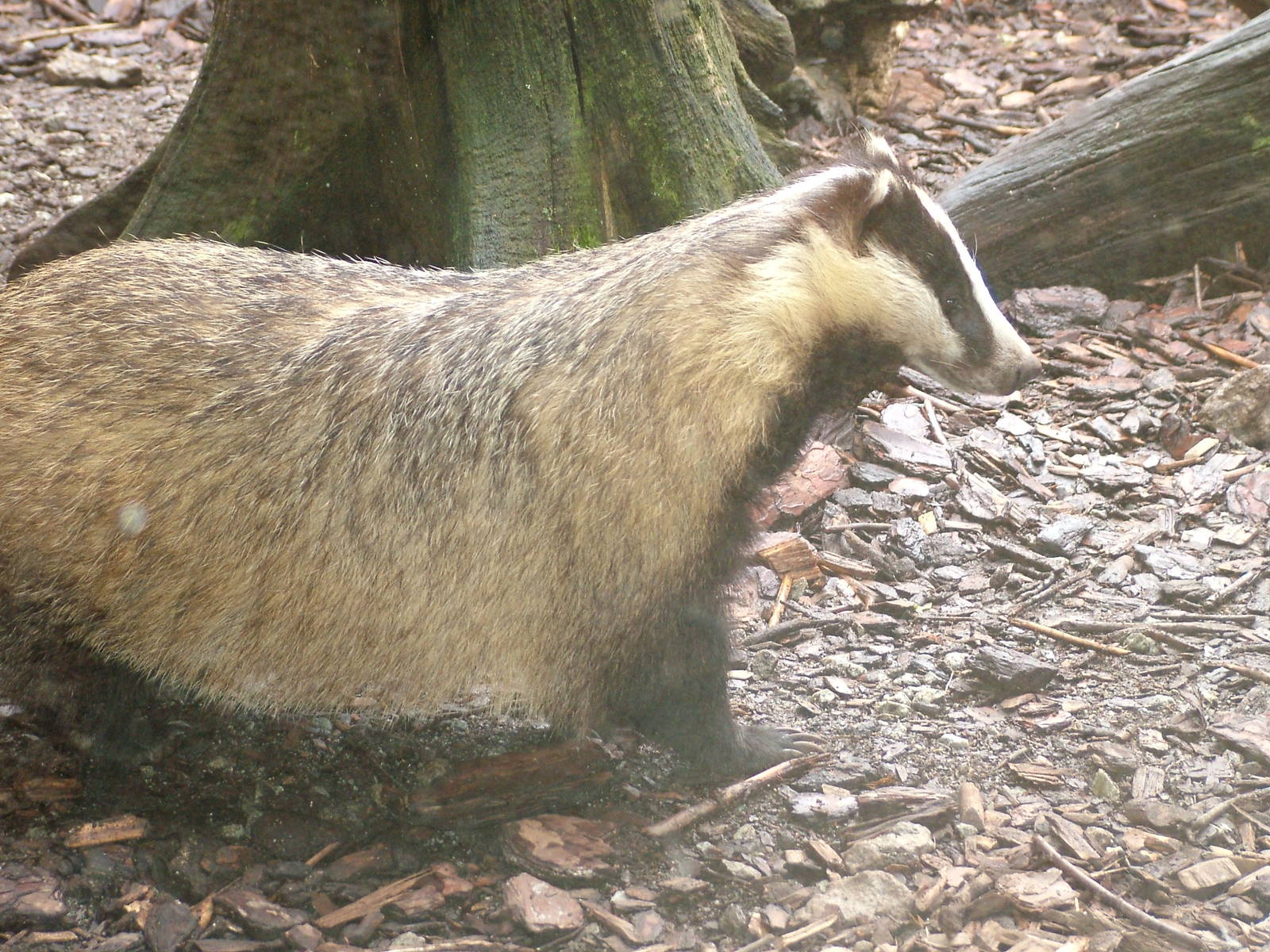 Eurasian Badger at Ohrada, 26/05/10