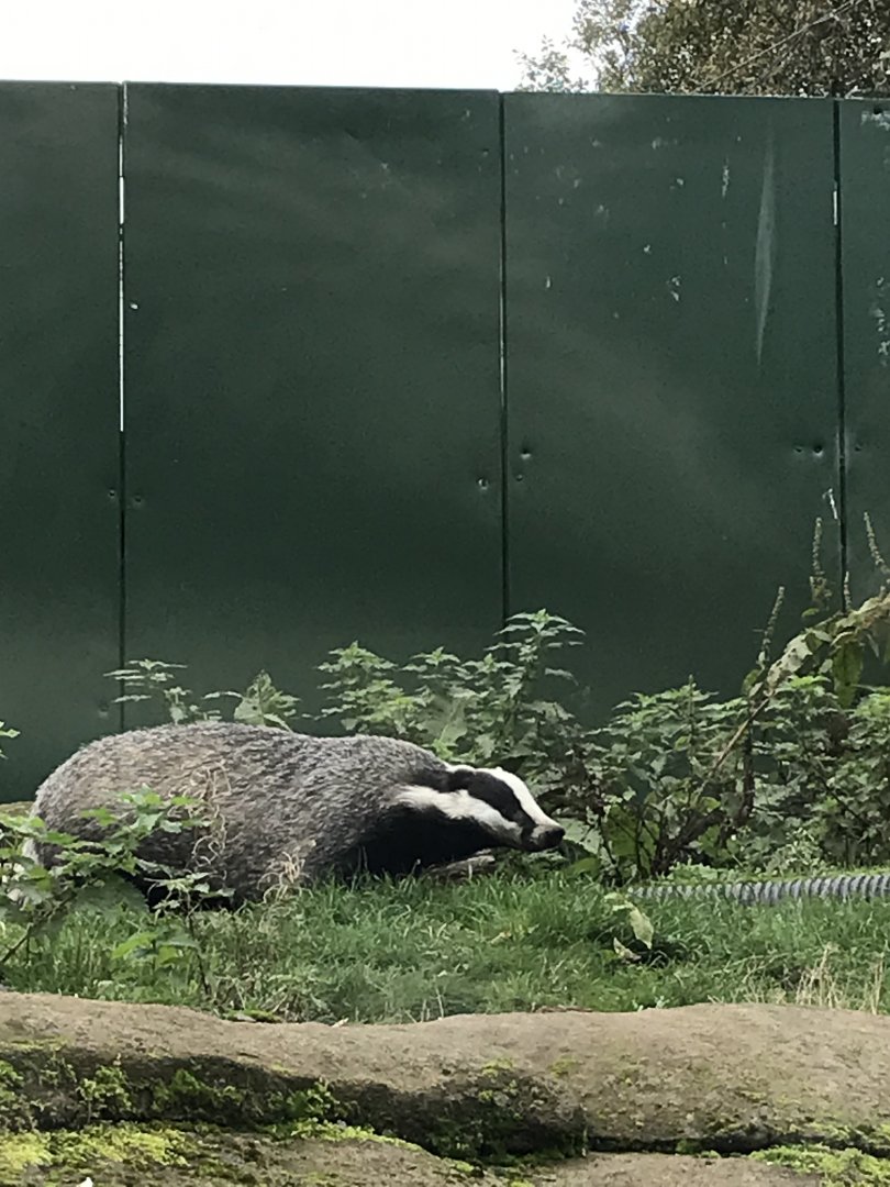 Eurasian badger “Dashie”