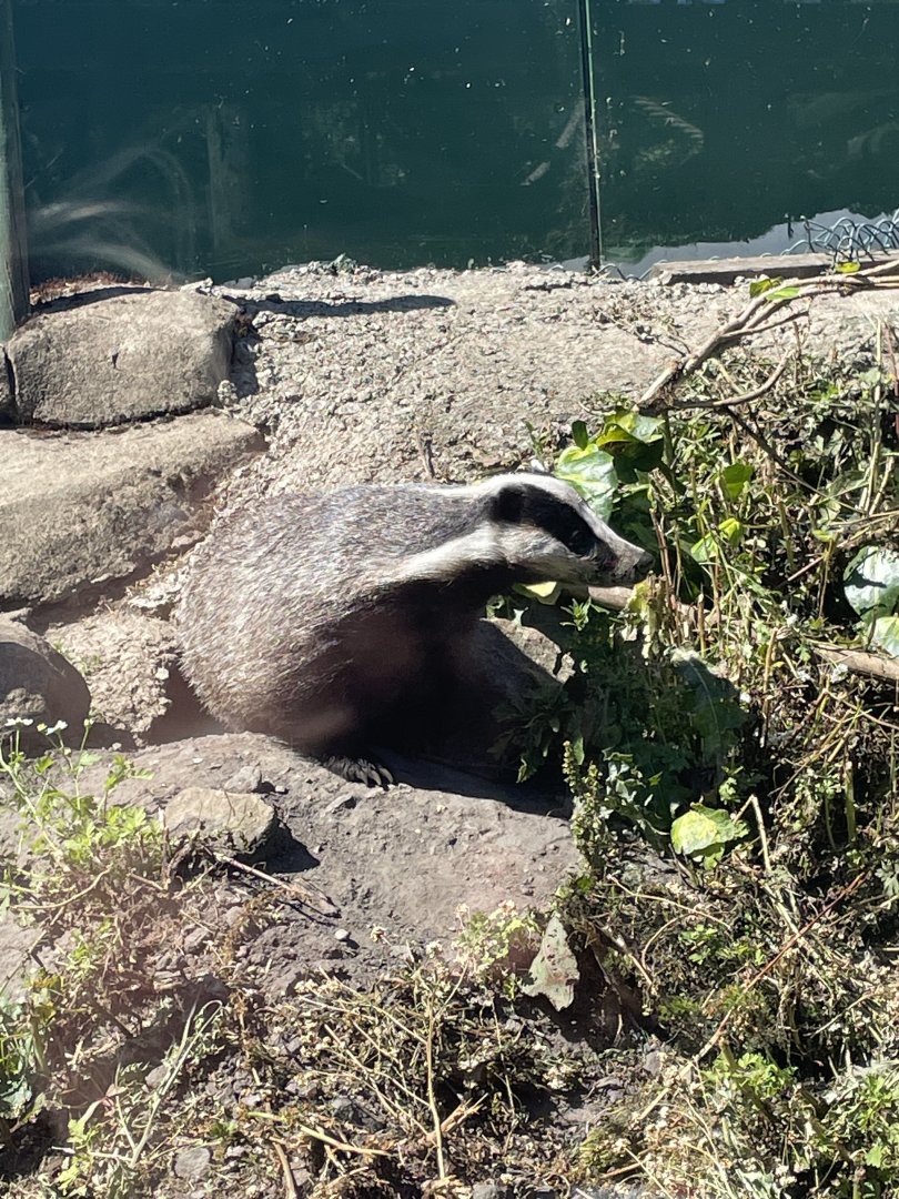 Eurasian badger “Dashie”