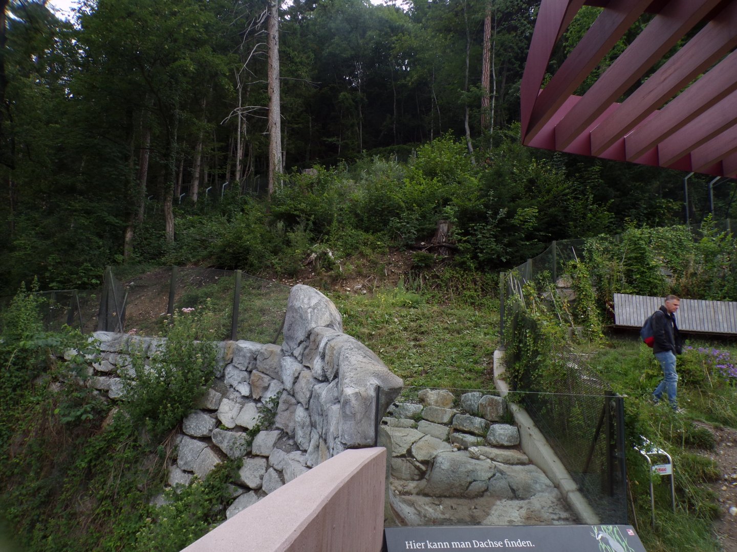 Eurasian badger enclosure 9.7.25