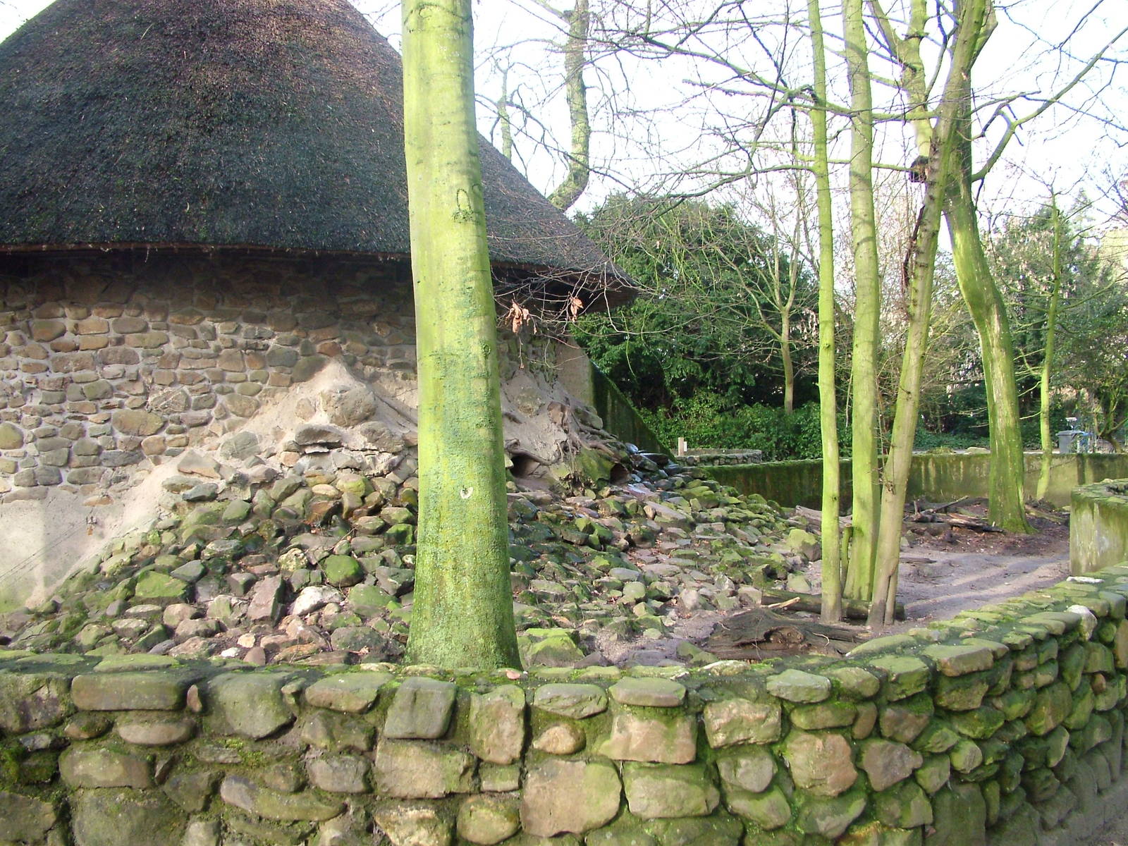 Eurasian Badger enclosure at Planckendael Jan 09