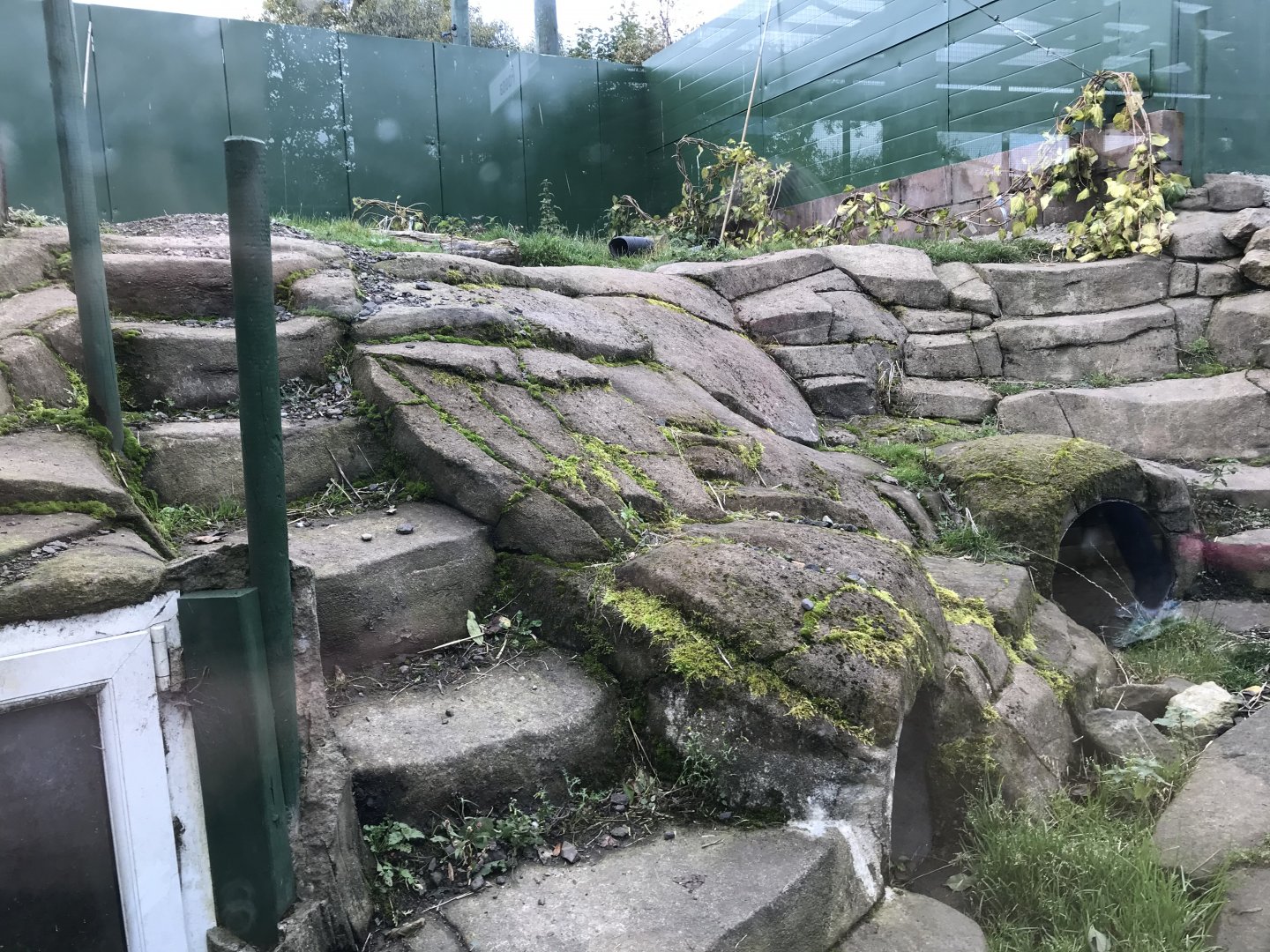 Eurasian badger enclosure