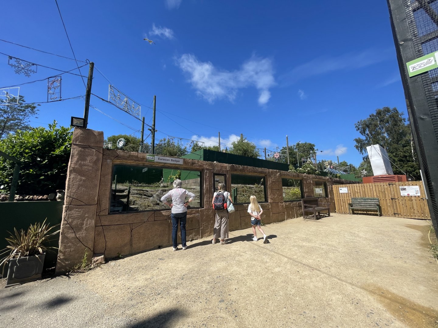 Eurasian badger enclosure