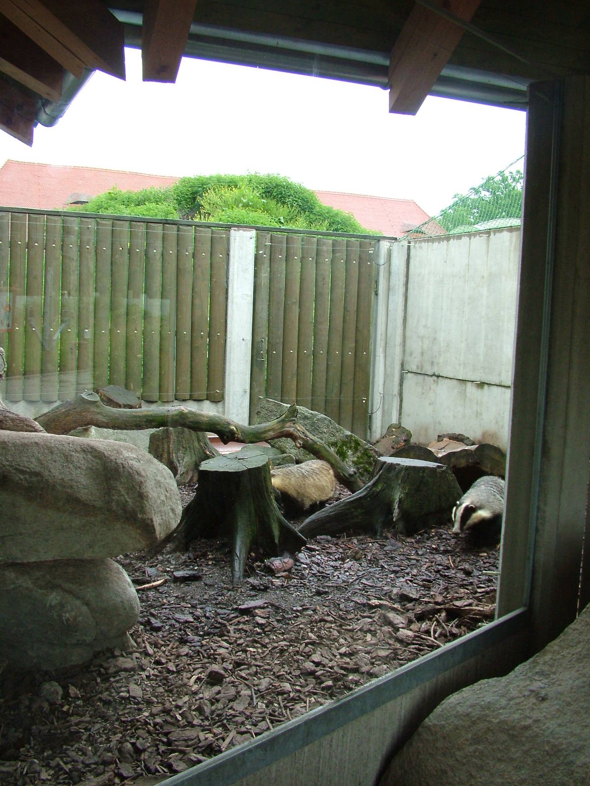 Eurasian Badger exhibit at Ohrada, 26/05/10