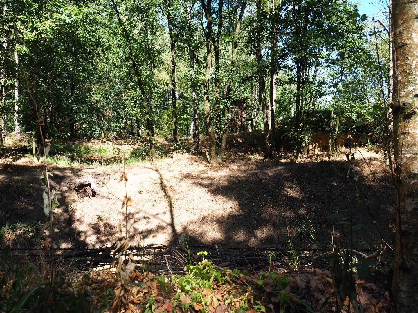 Eurasian badger exhibit
