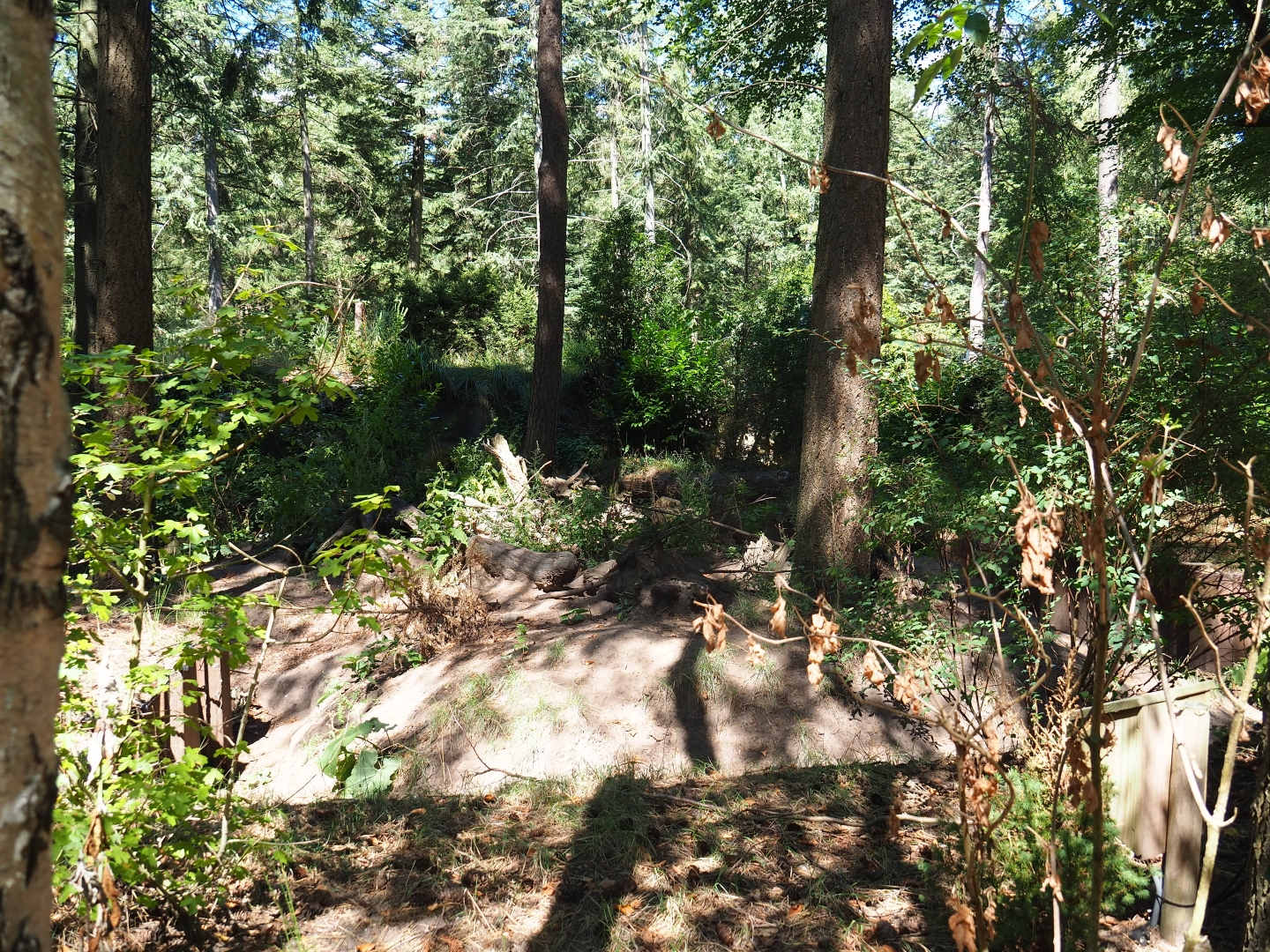 Eurasian badger exhibit