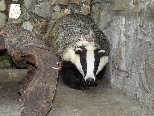Eurasian badger in Kishinev Zoo