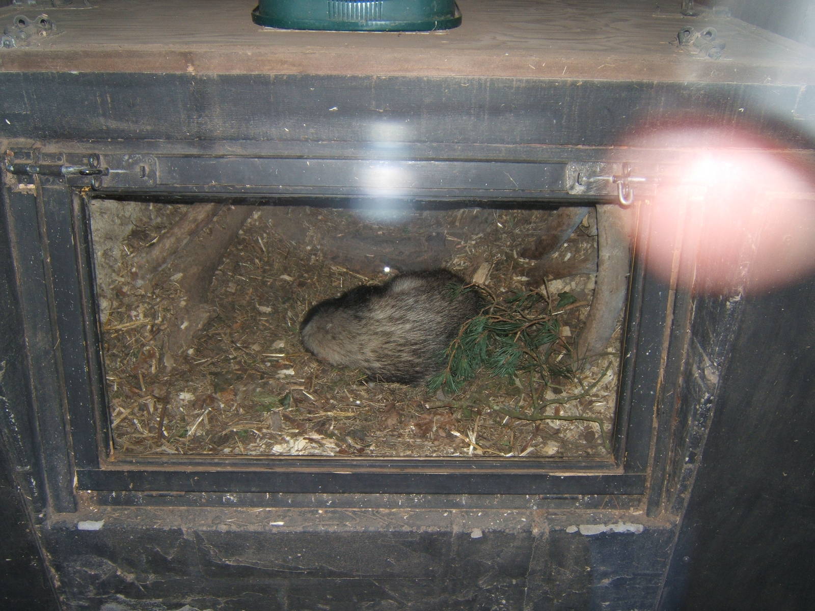 Eurasian Badger in set