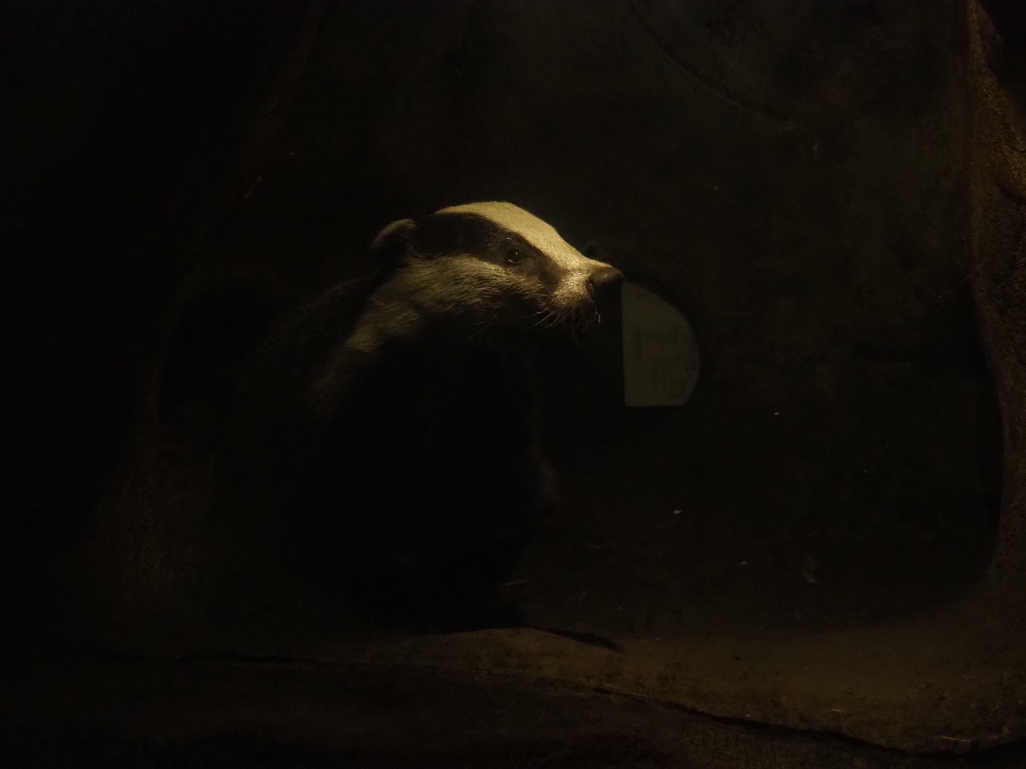 Eurasian badger (Meles meles) in den