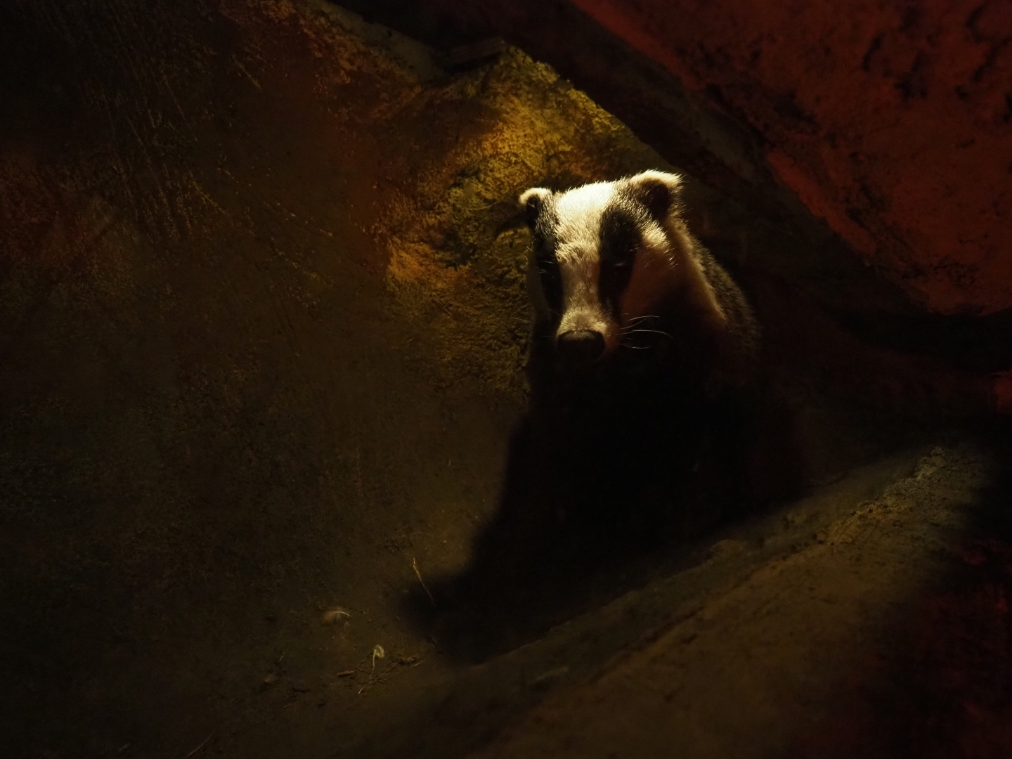 Eurasian badger (Meles meles) in its den