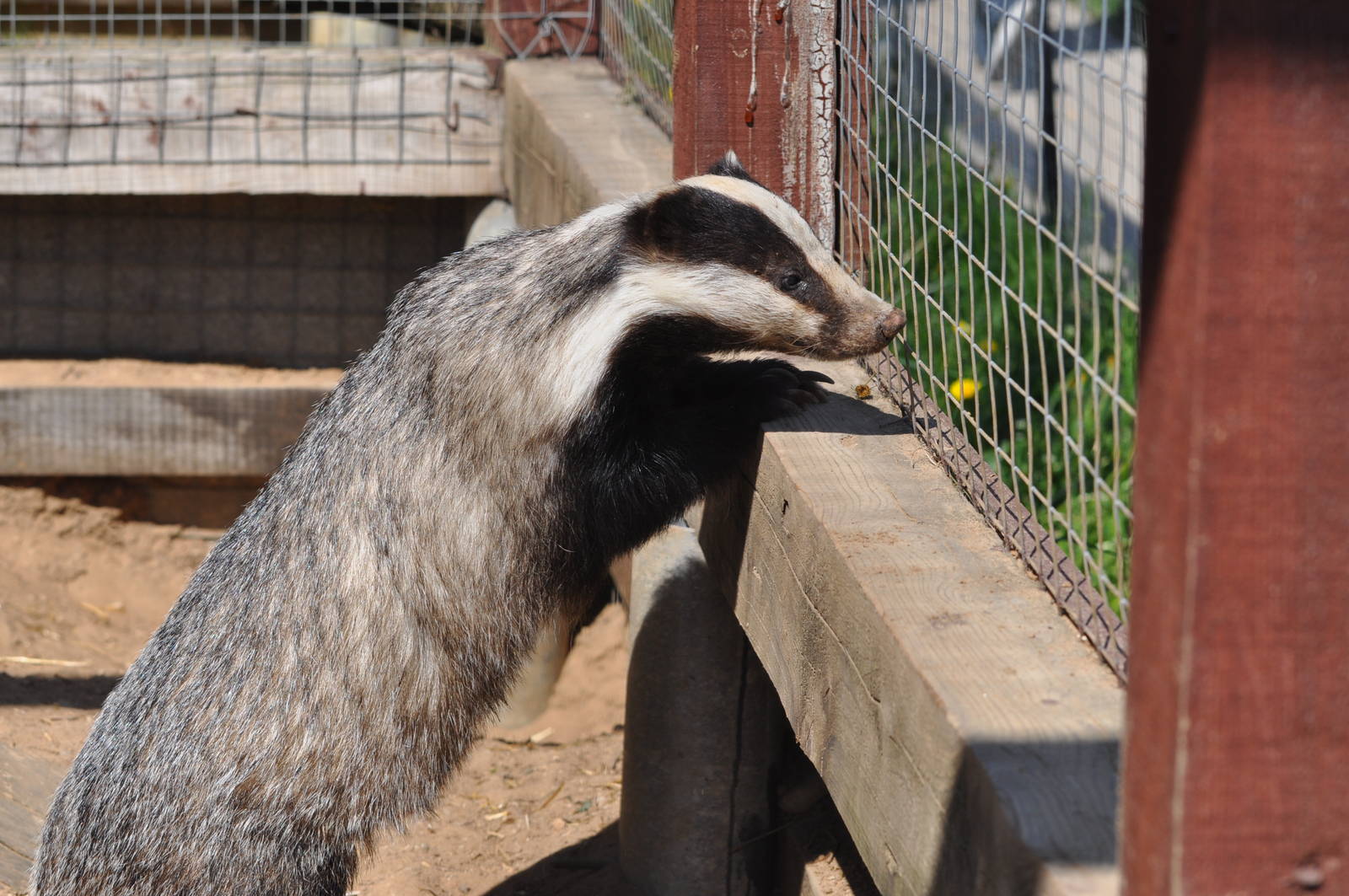 Eurasian badger/ Meles meles meles