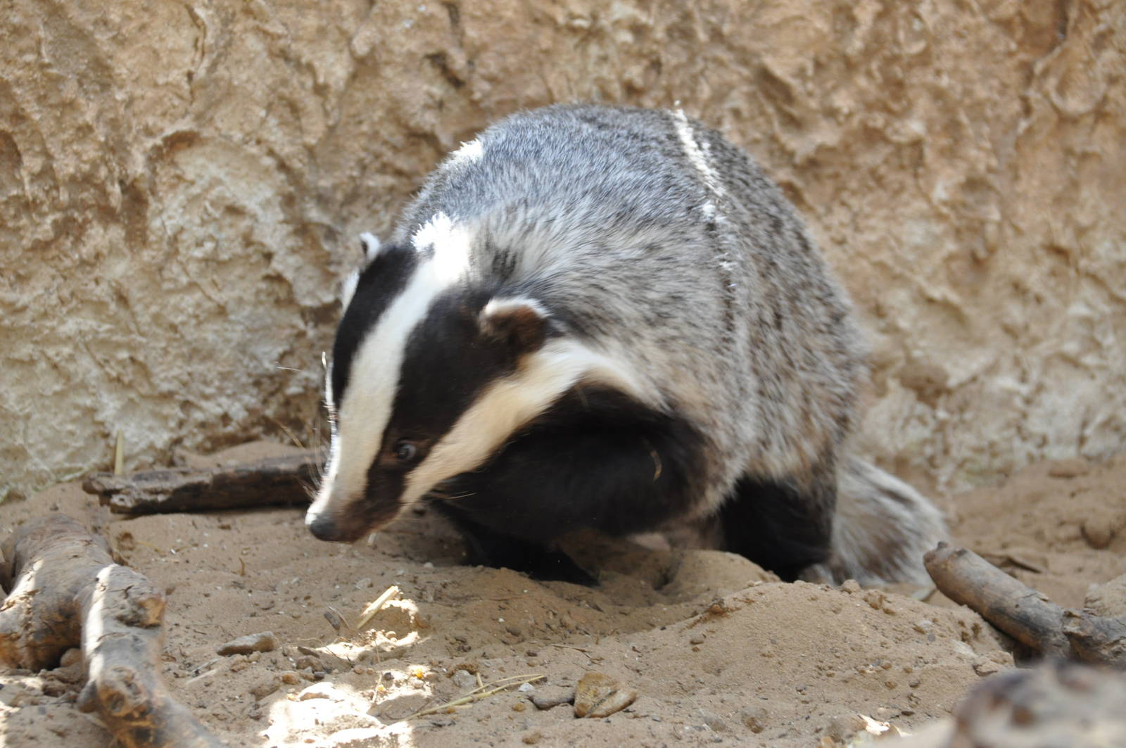 Eurasian badger / Meles meles meles