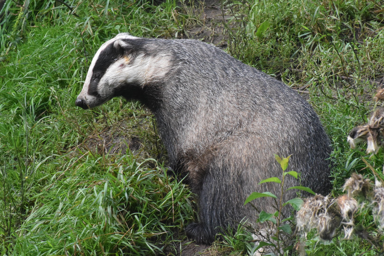 Eurasian badger - Otter-Zentrum Hankensbüttel