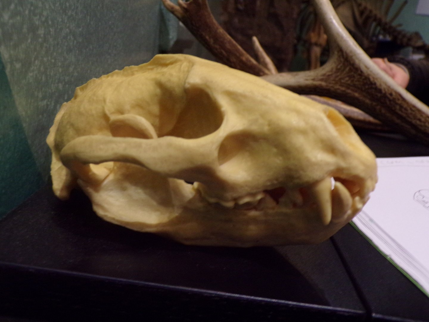 Eurasian badger skull