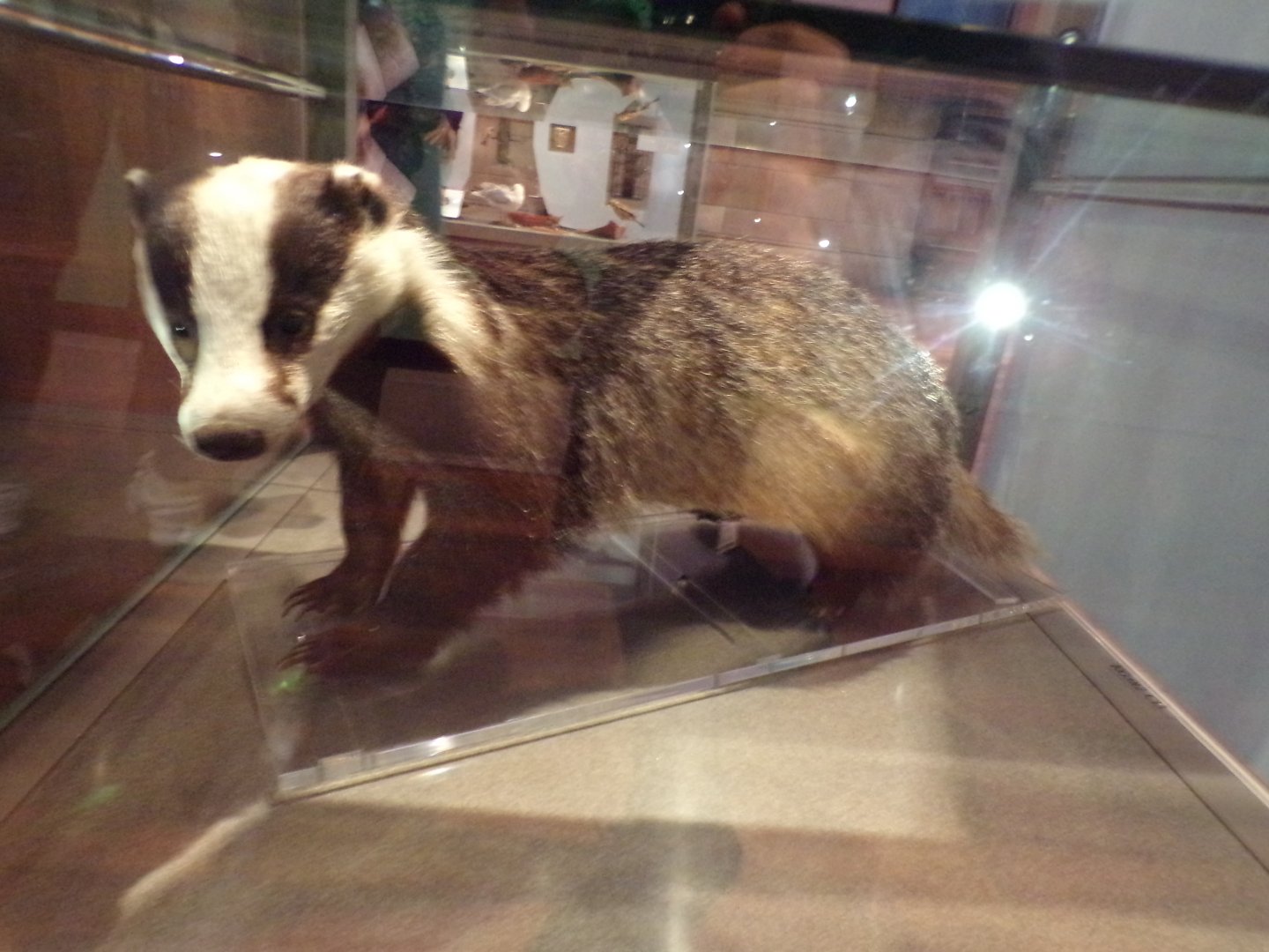 Eurasian badger (taken at Kelvingrove museum) 12.2.24