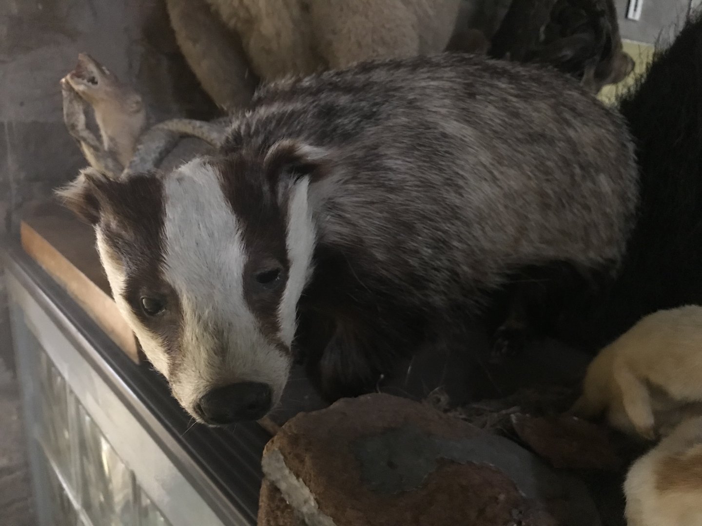 Eurasian badger