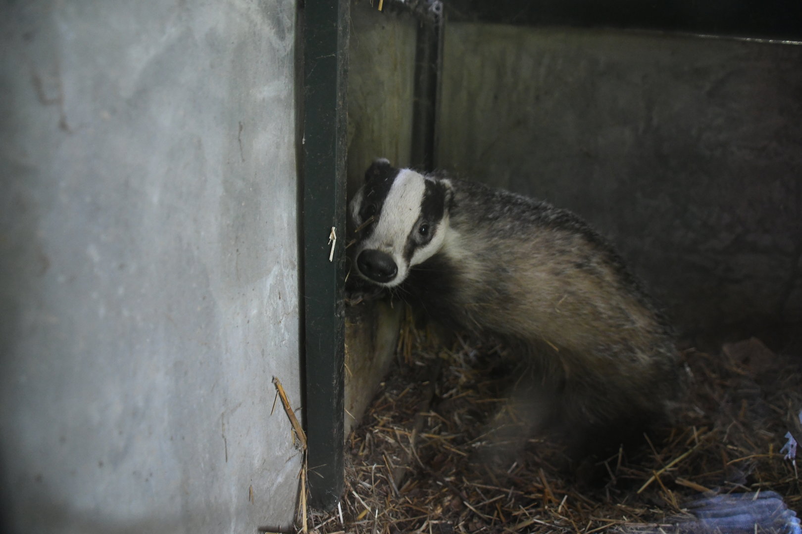 Eurasian Badger