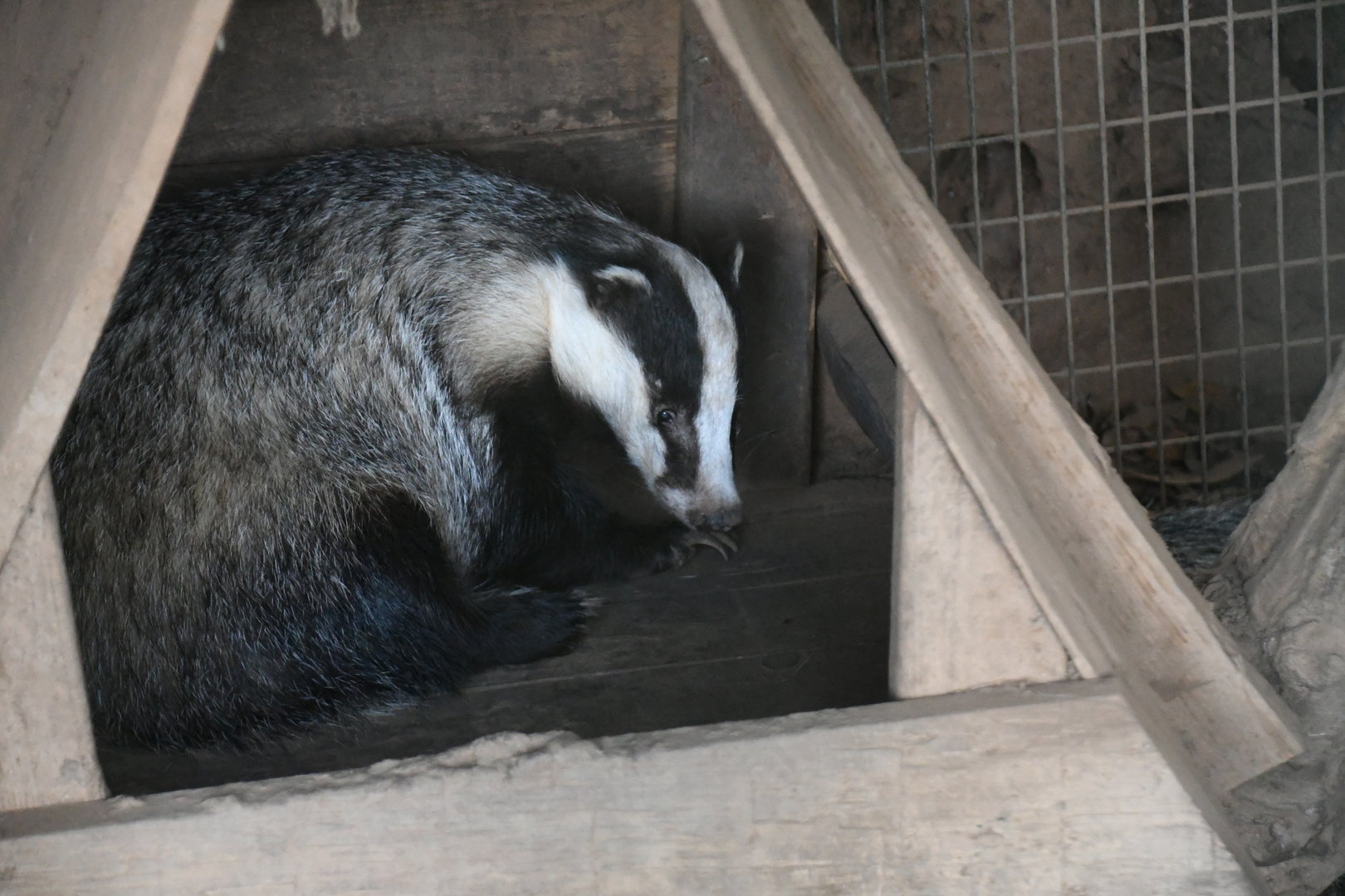 Eurasian Badger