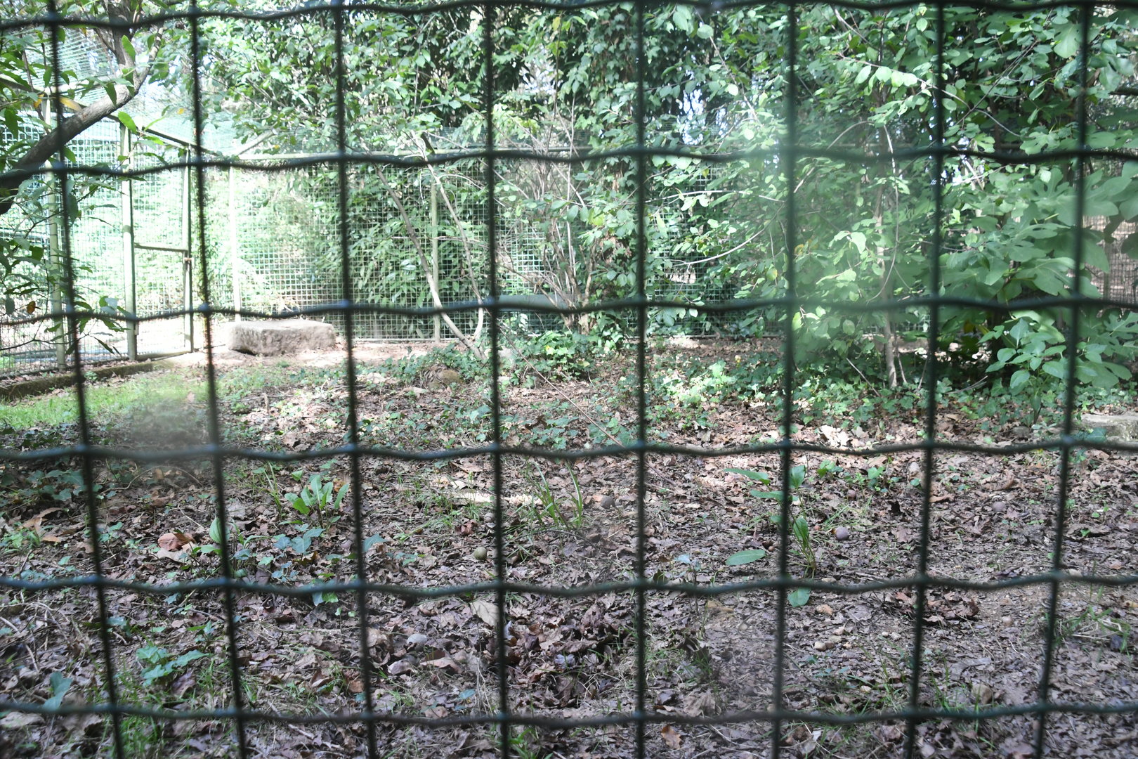 Eurasian Badgers' outdoor pen