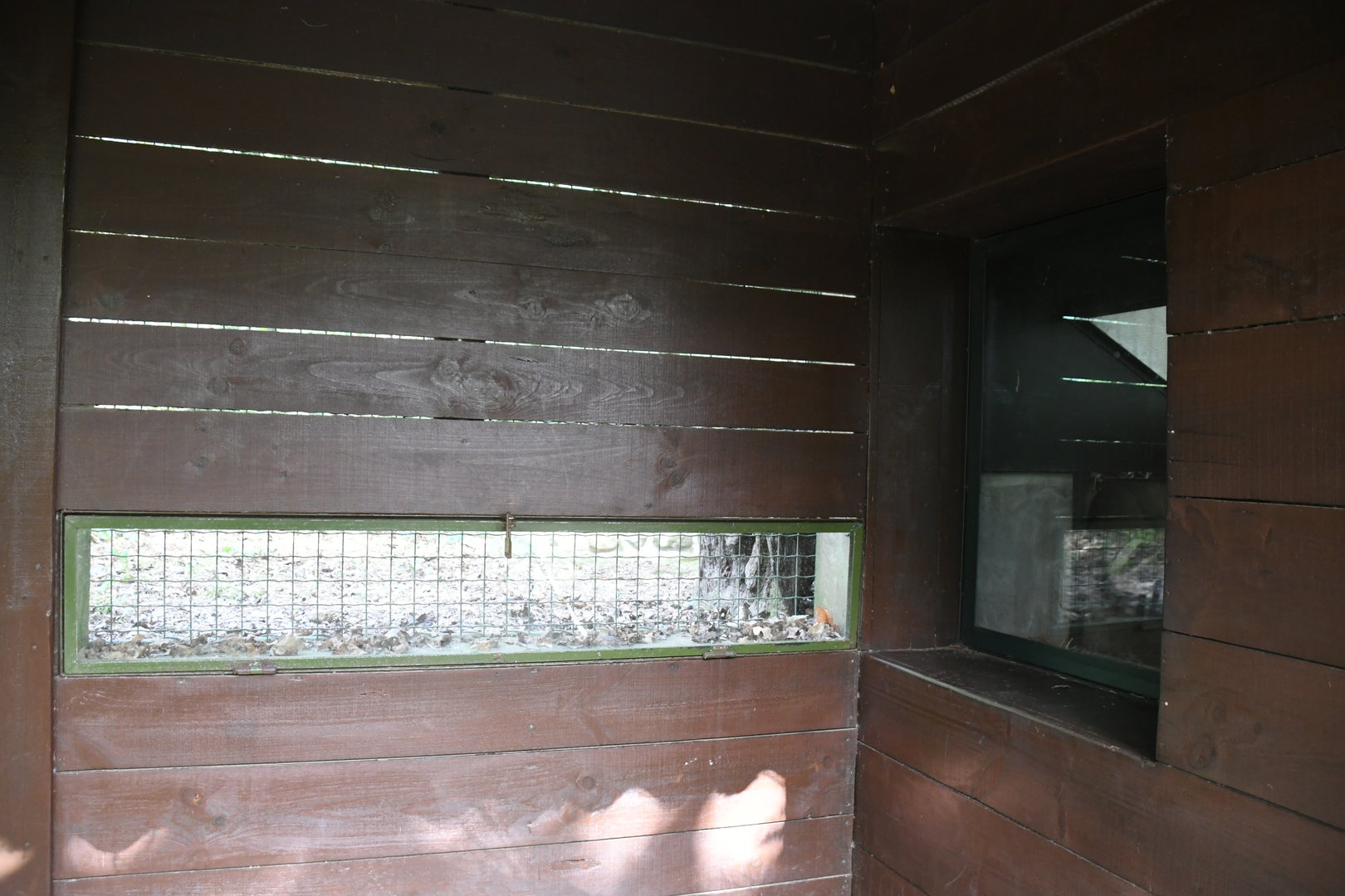 Eurasian Badgers' viewing shelter (burrow window to the right)