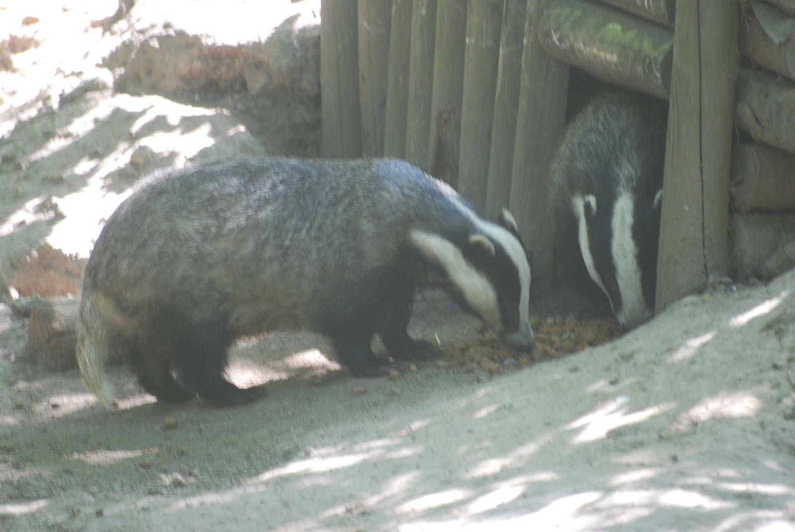 Eurasian badgers