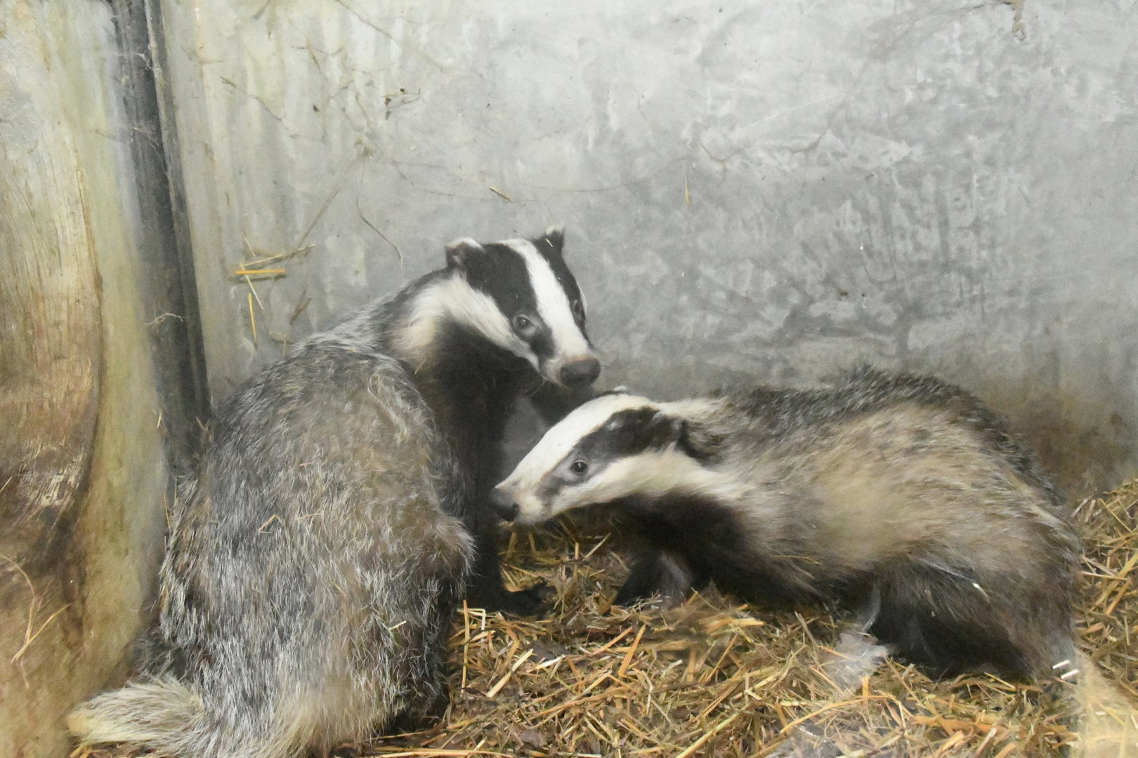 Eurasian Badgers