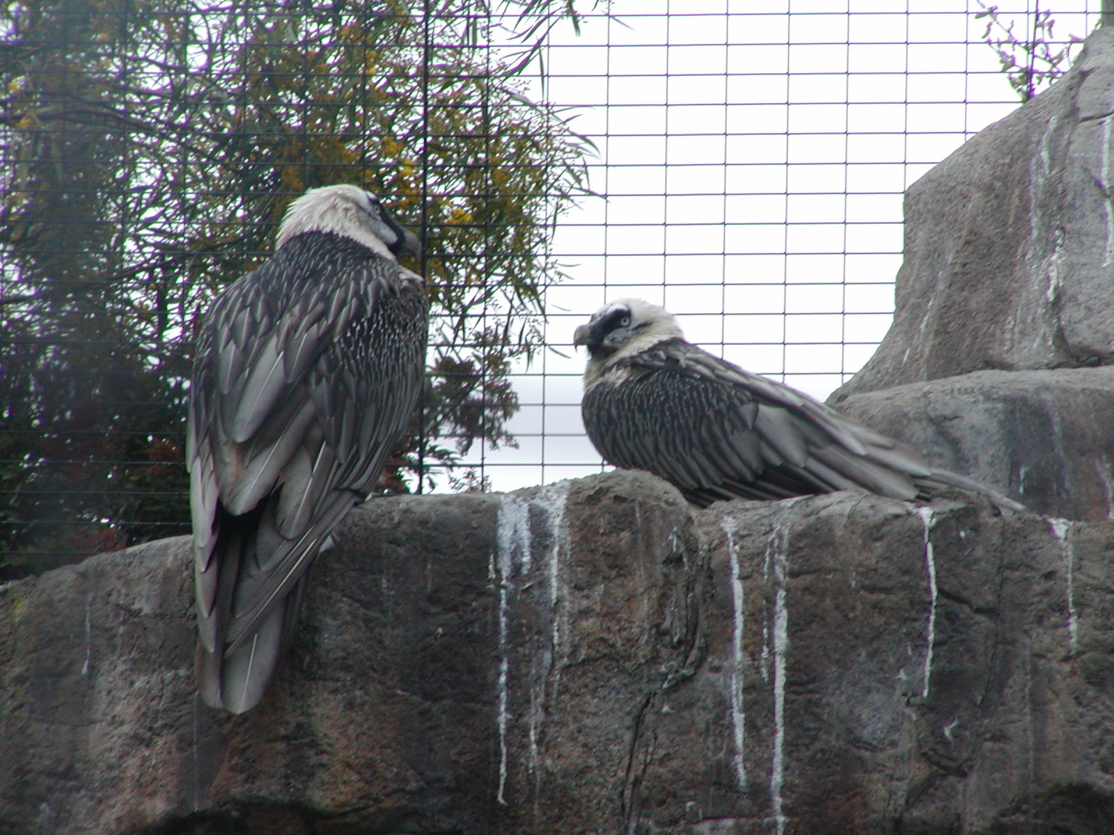 Eurasian Bearded Vulture
