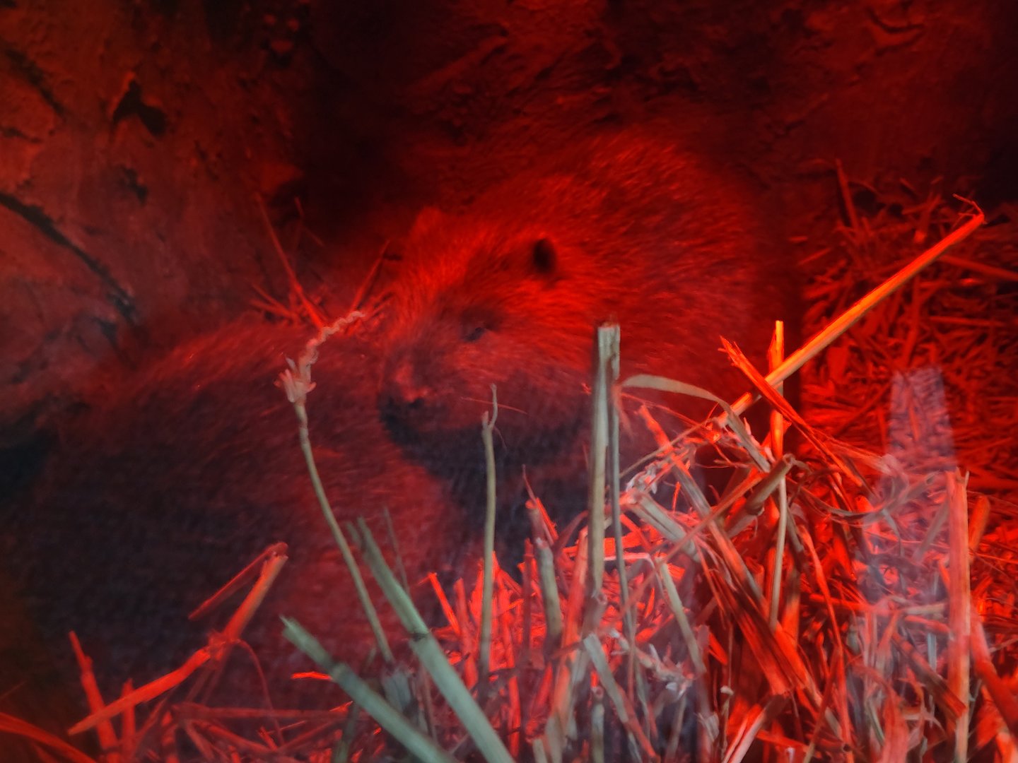 Eurasian Beaver 22/7/23