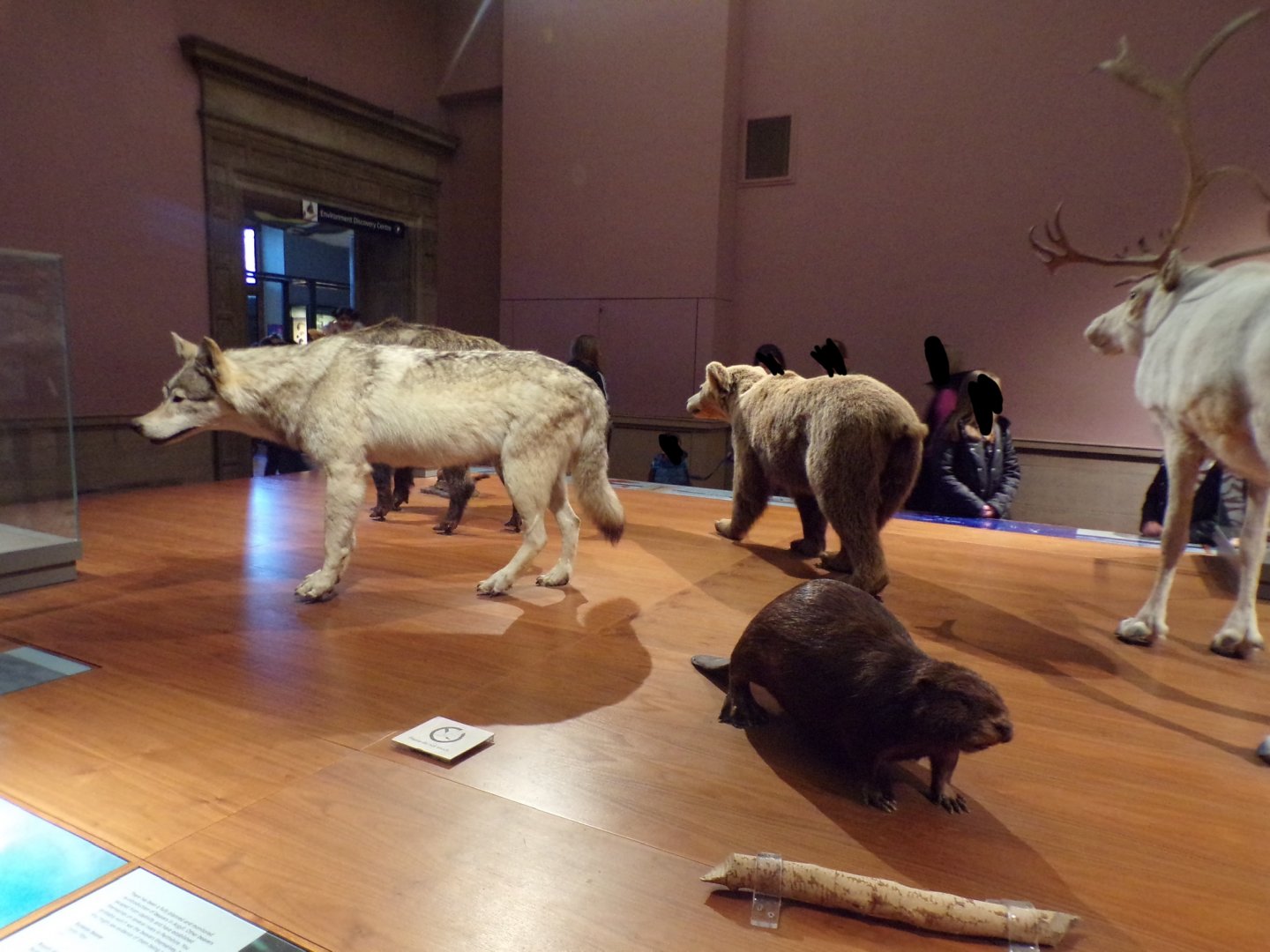 Eurasian beaver and Grey wolf Taken in Kelvingrove museum) 12.2.24