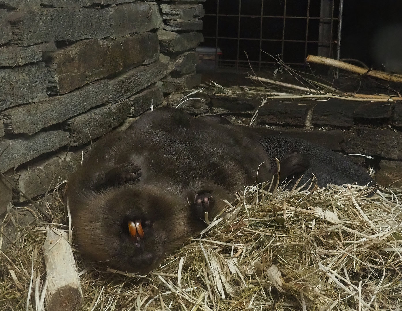 Eurasian beaver (Castor fiber), 2022-08-20