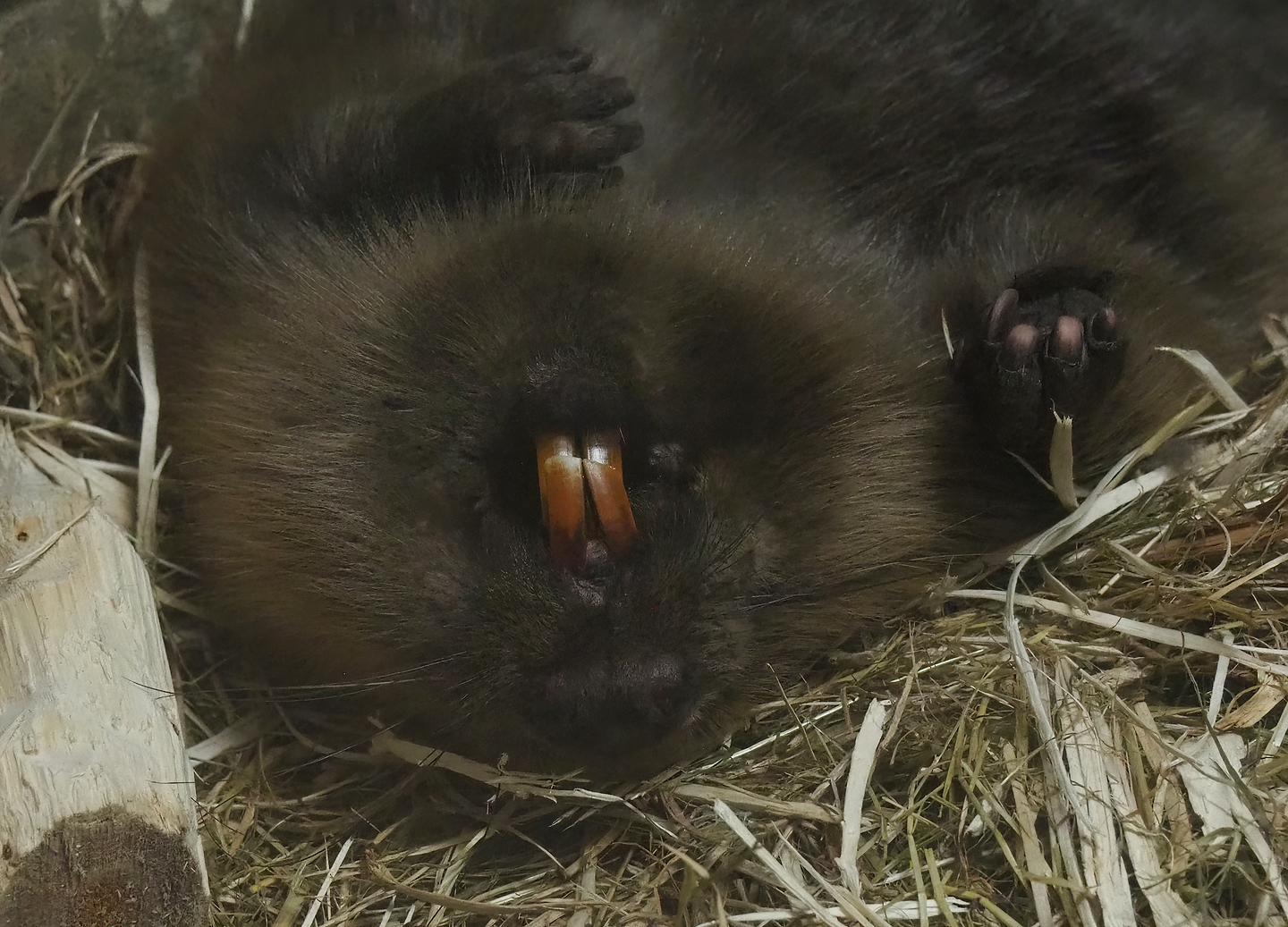 Eurasian beaver (Castor fiber), 2022-08-20