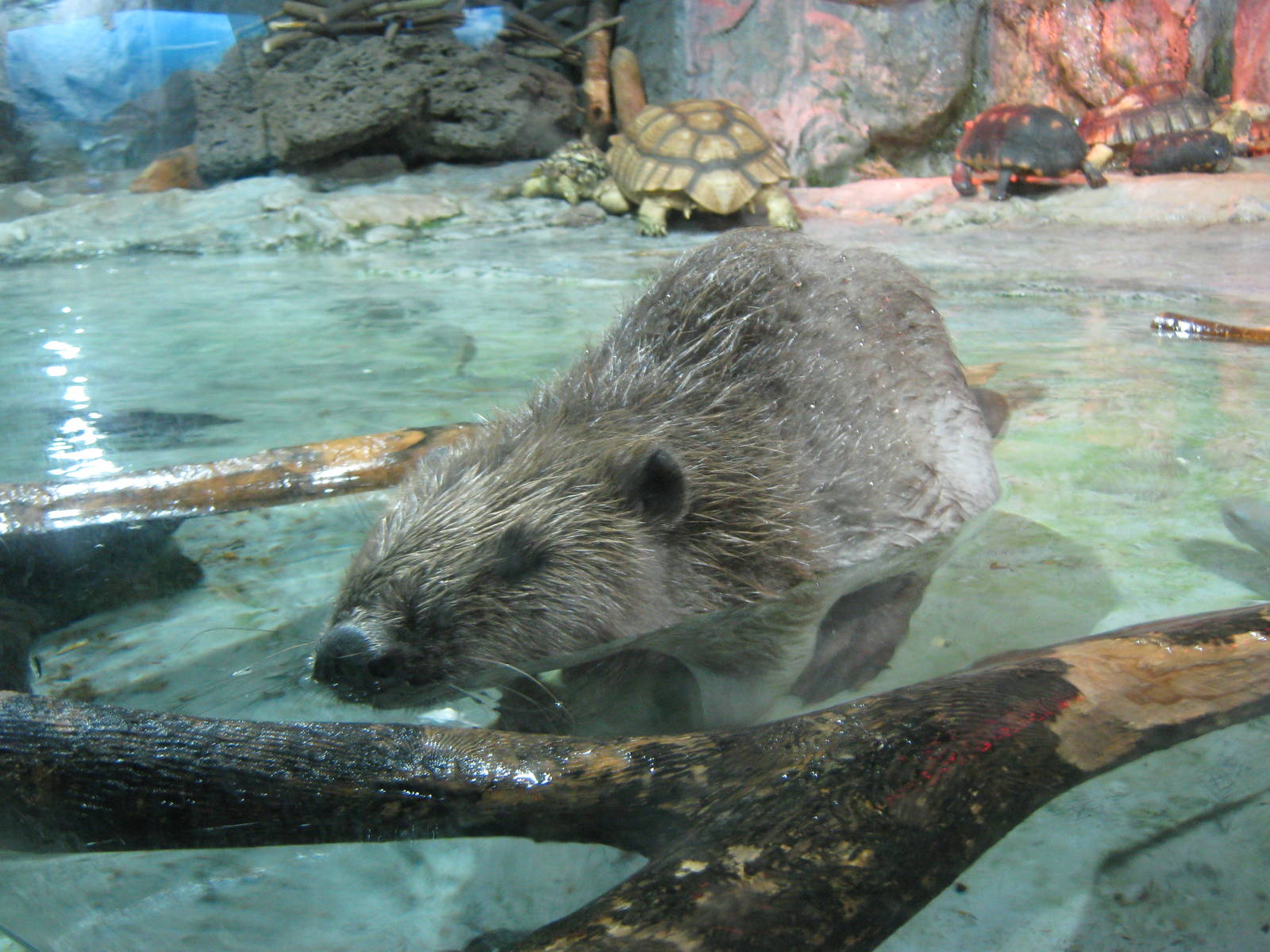 Eurasian beaver (Castor fiber)
