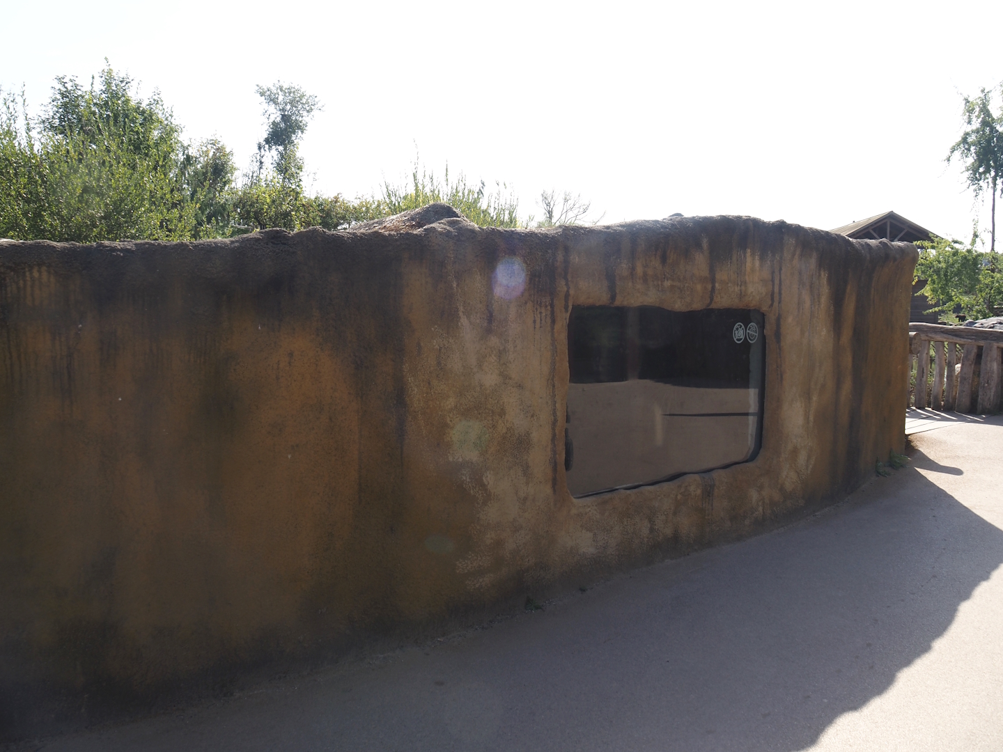 Eurasian beaver den, now with viewing window, 2024-09-17