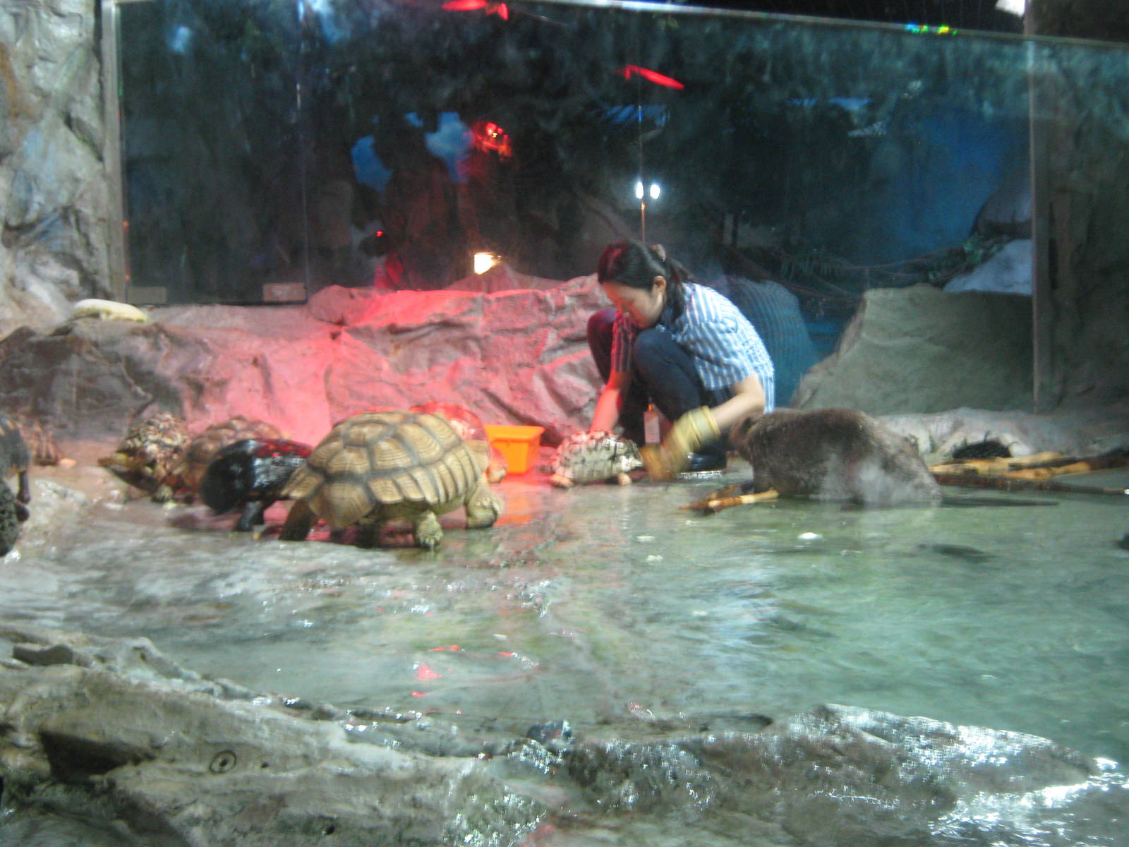 Eurasian beaver enclosure