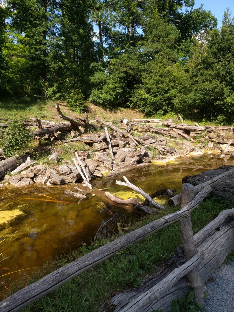 Eurasian beaver Enclosure