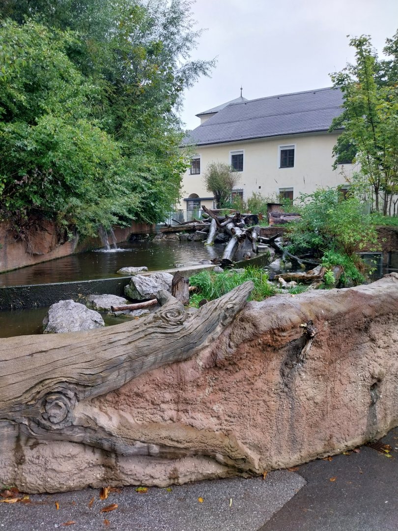 Eurasian beaver enclosure