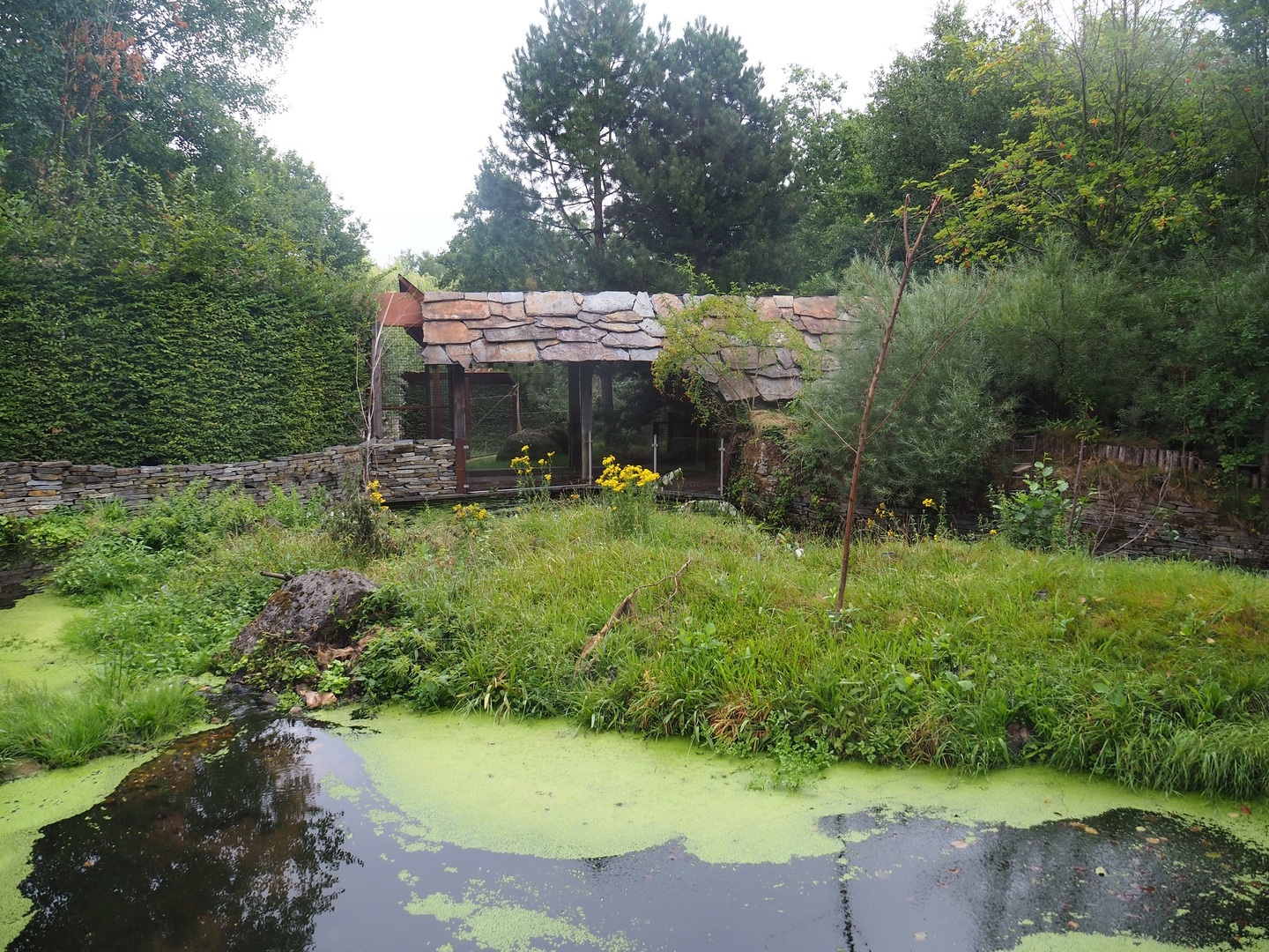 Eurasian beaver exhibit, 2022-08-20
