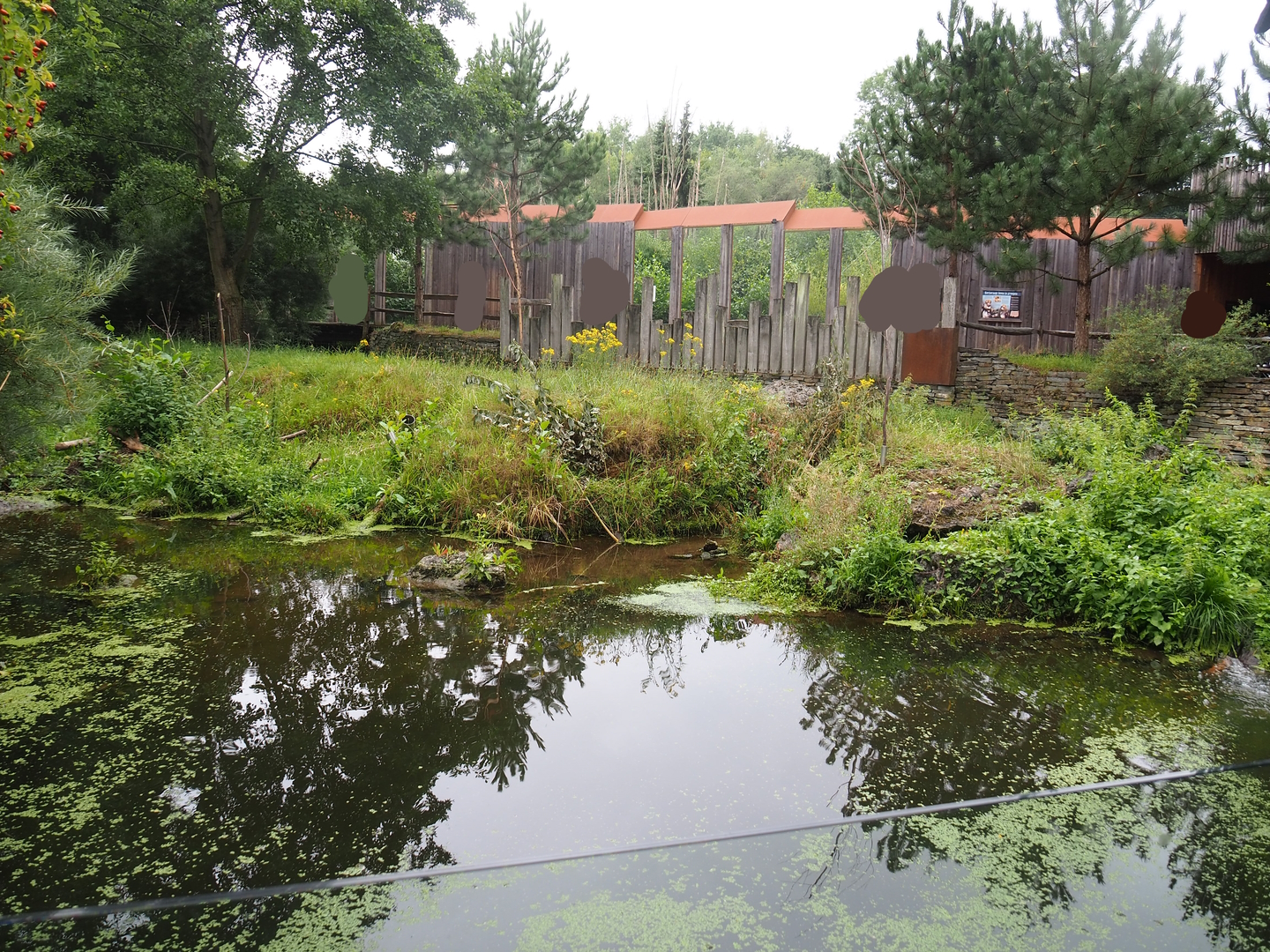 Eurasian beaver exhibit, 2022-08-20