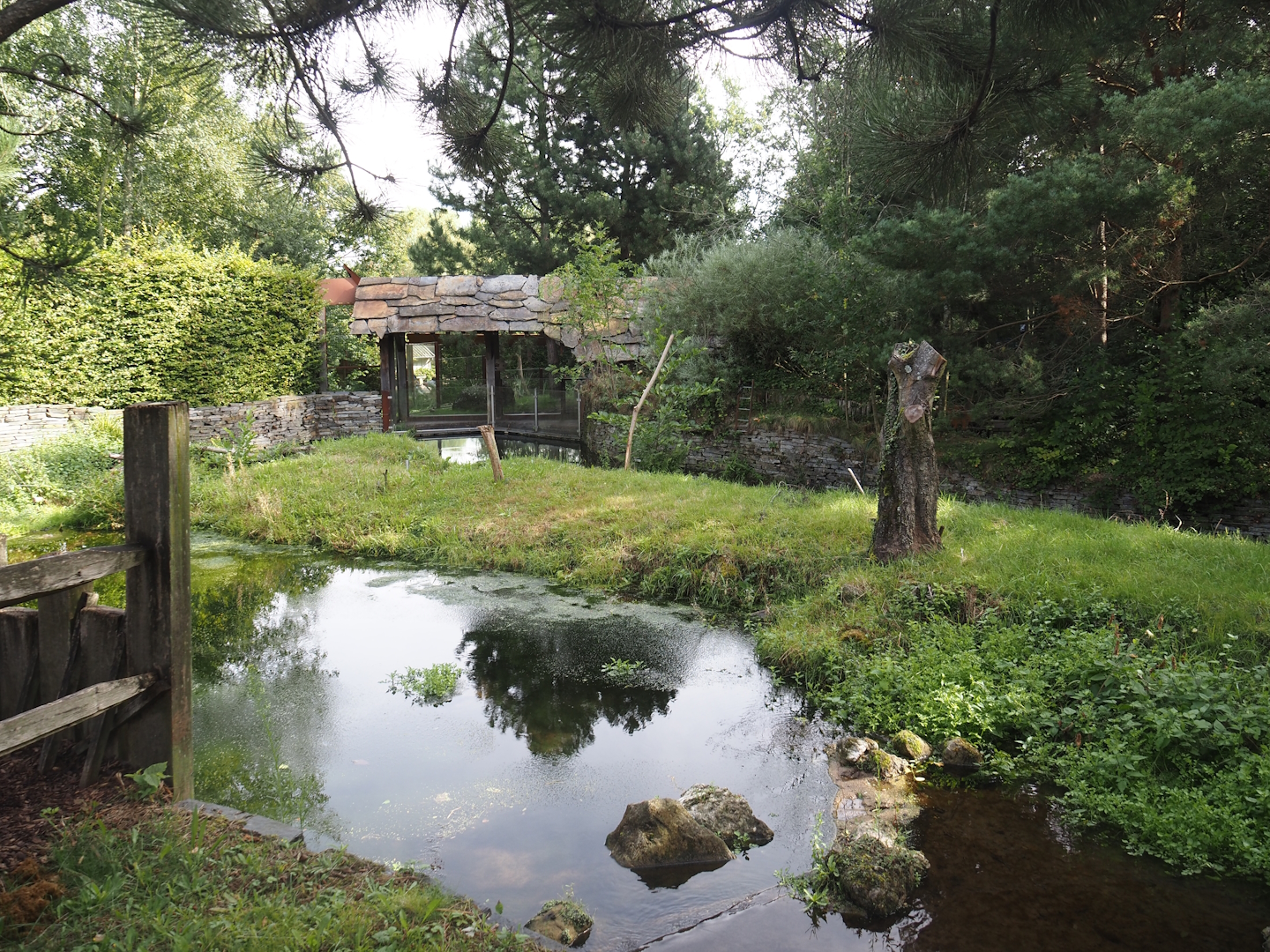 Eurasian beaver exhibit, 2024-08-21