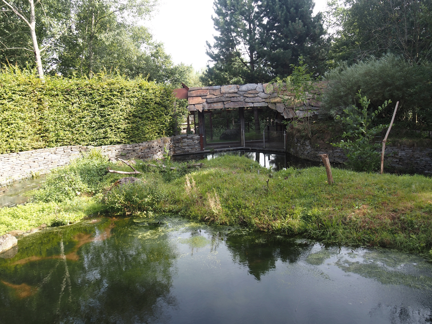 Eurasian beaver exhibit, 2024-08-21