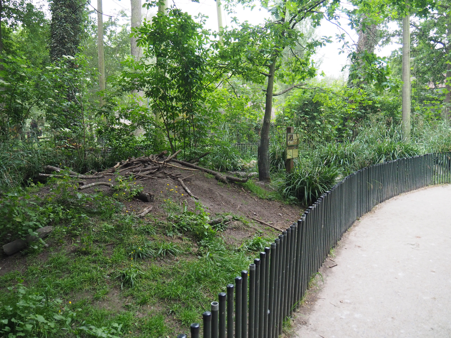 Eurasian beaver exhibit in the European aviary, 2020-05-23