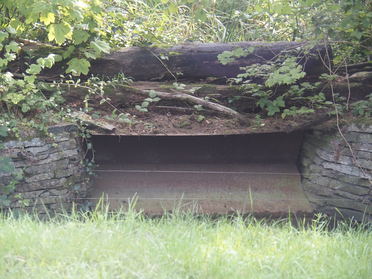 Eurasian beaver exhibit - Shute between den and outdoor exhibit, 2024-08-21