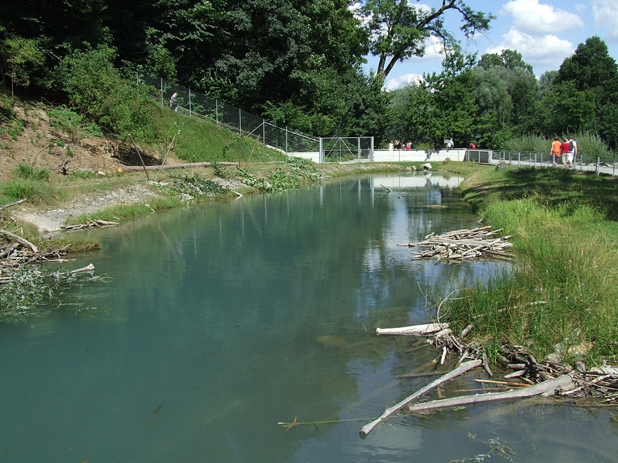 Eurasian Beaver Exhibit
