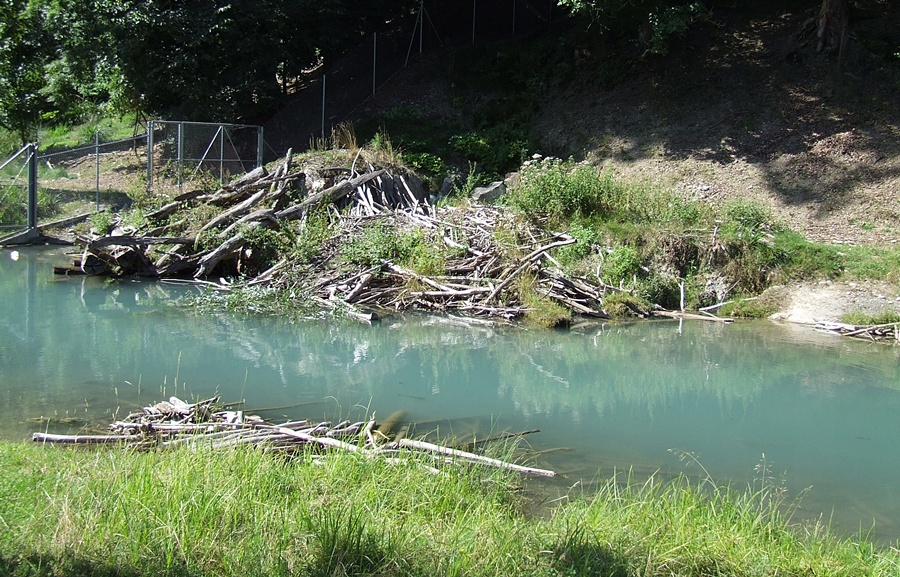 Eurasian Beaver Exhibit