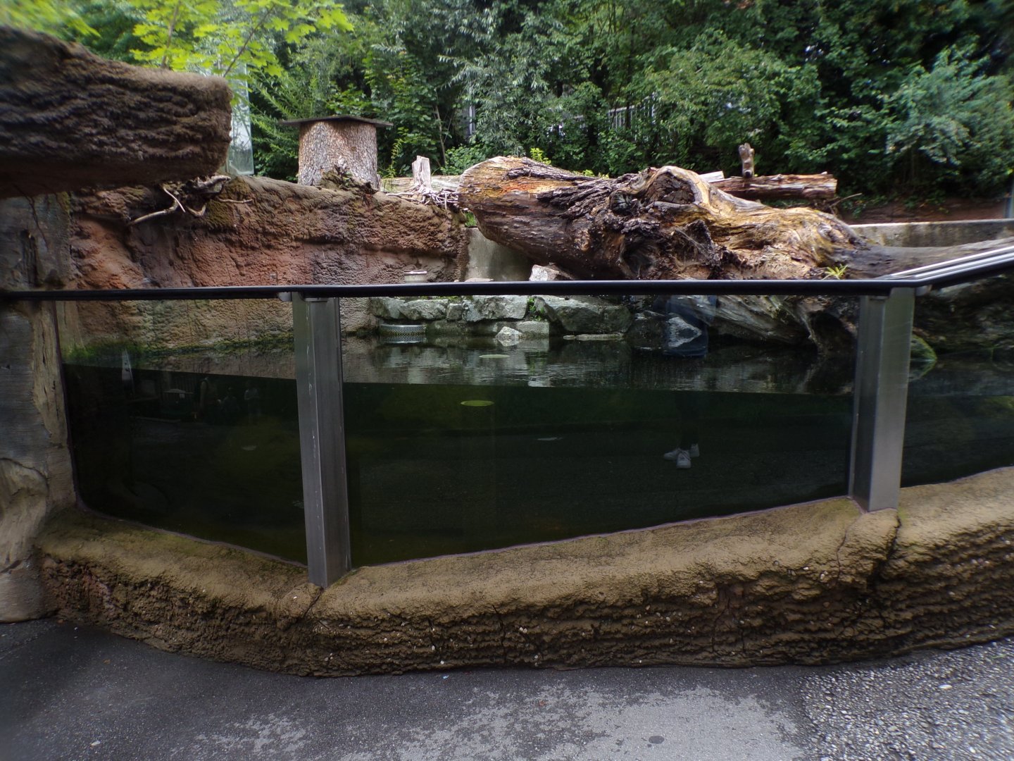 Eurasian beaver, goosander and fish pool underwater viewing area 9.7.25