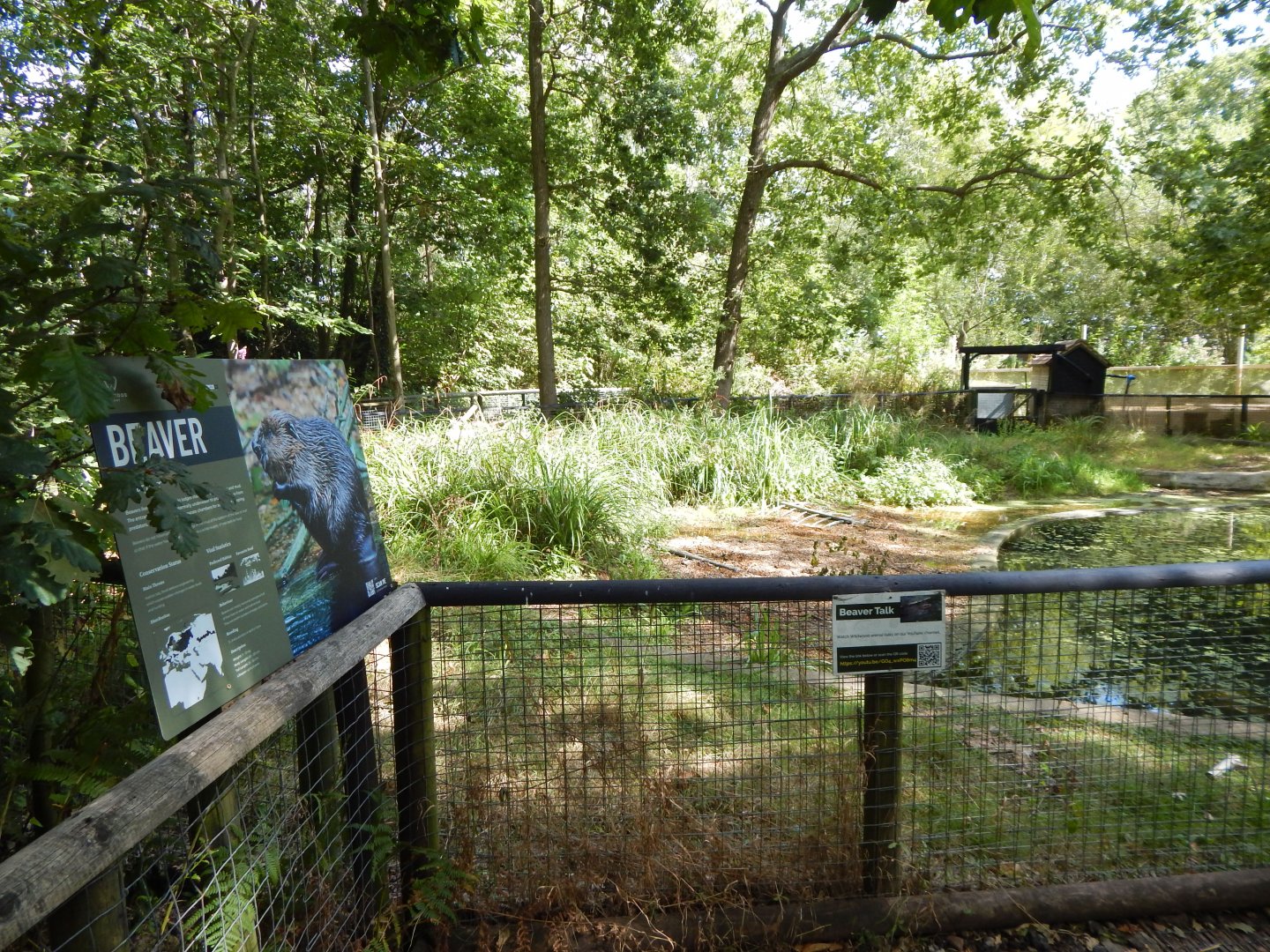 Eurasian beaver habitat 030924
