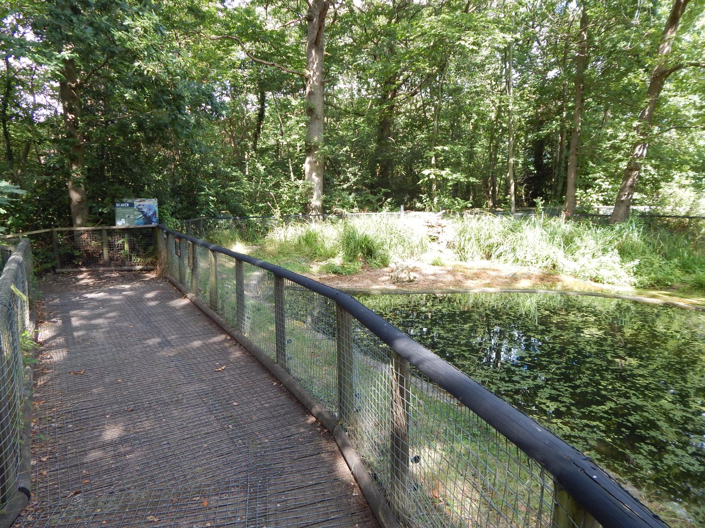 Eurasian beaver habitat 030924
