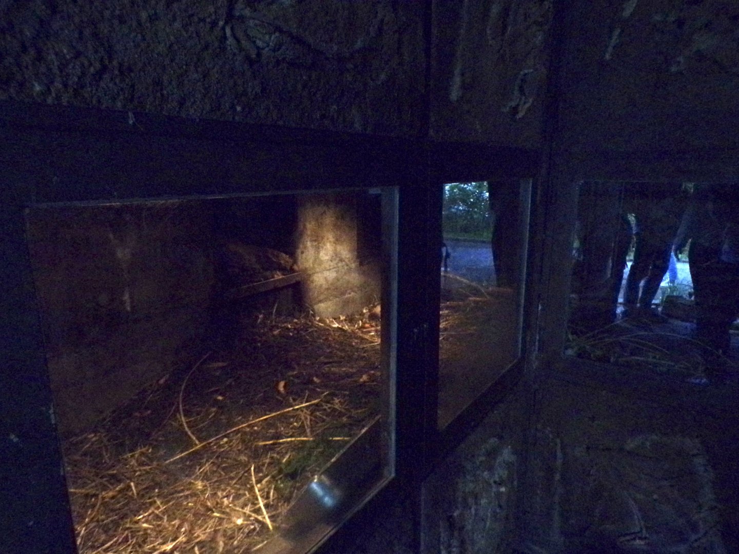 Eurasian beaver indoor den 9.7.25