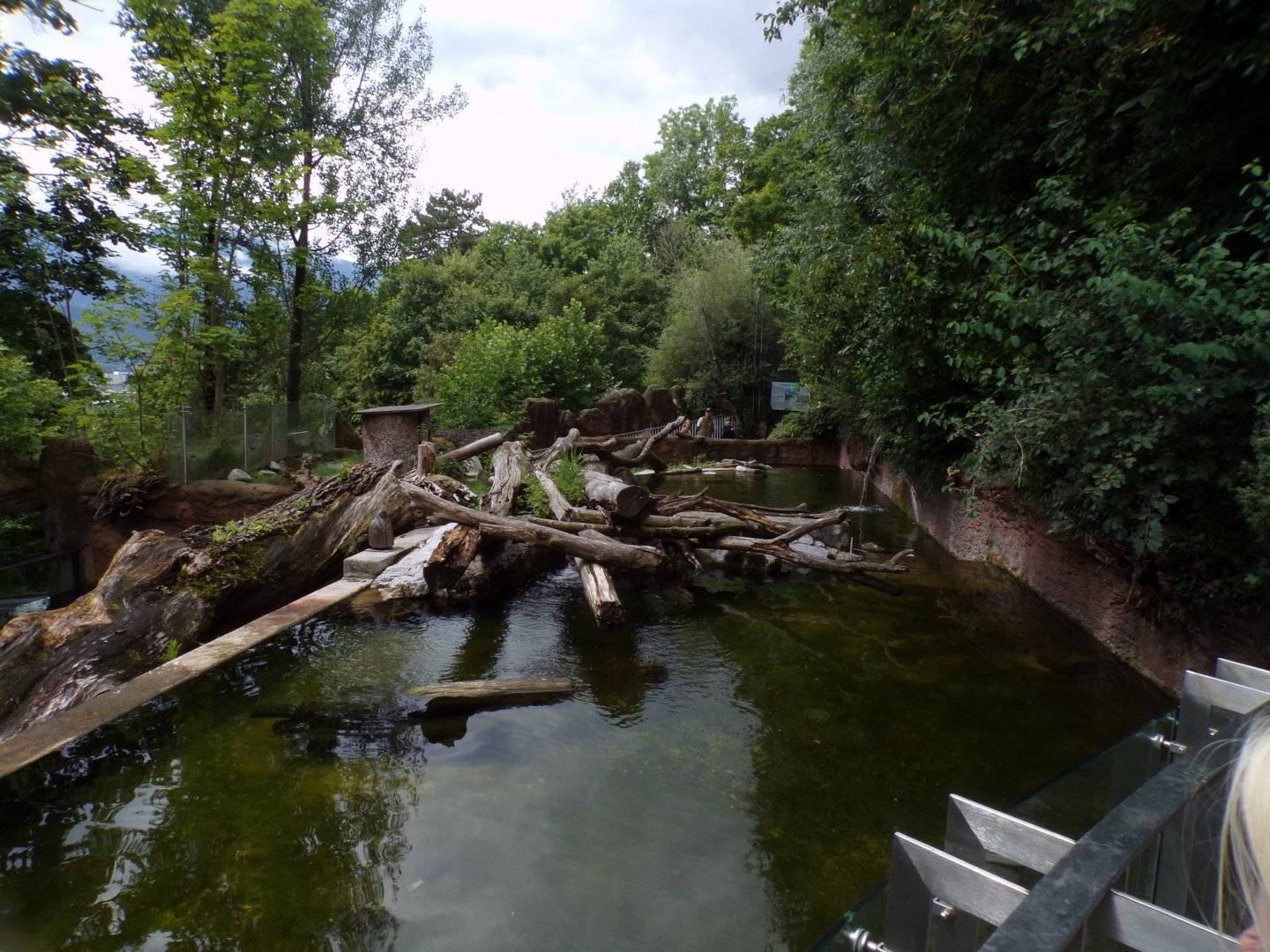Eurasian beaver, merganser and fish enclosure 9.7.25